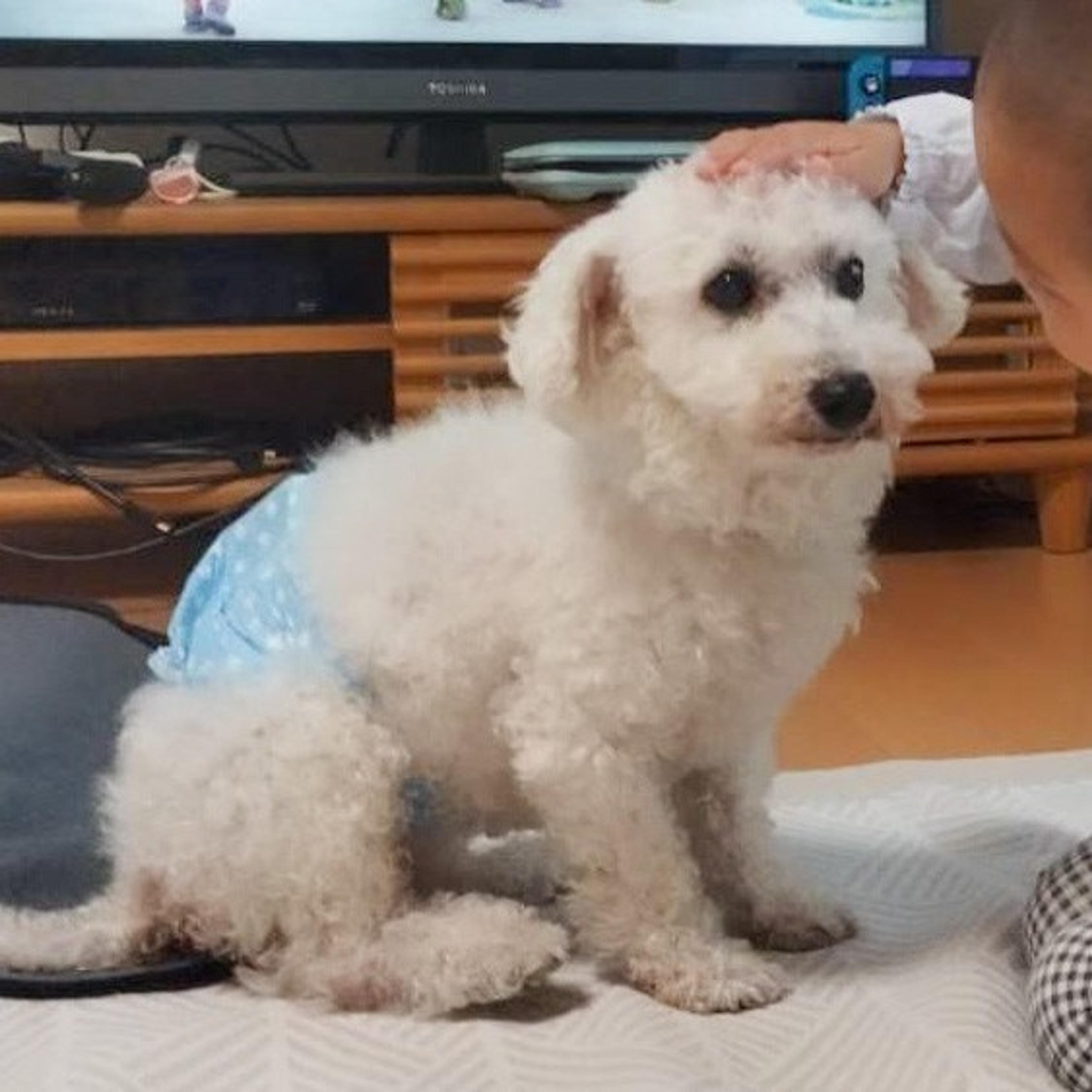 pet-image-10