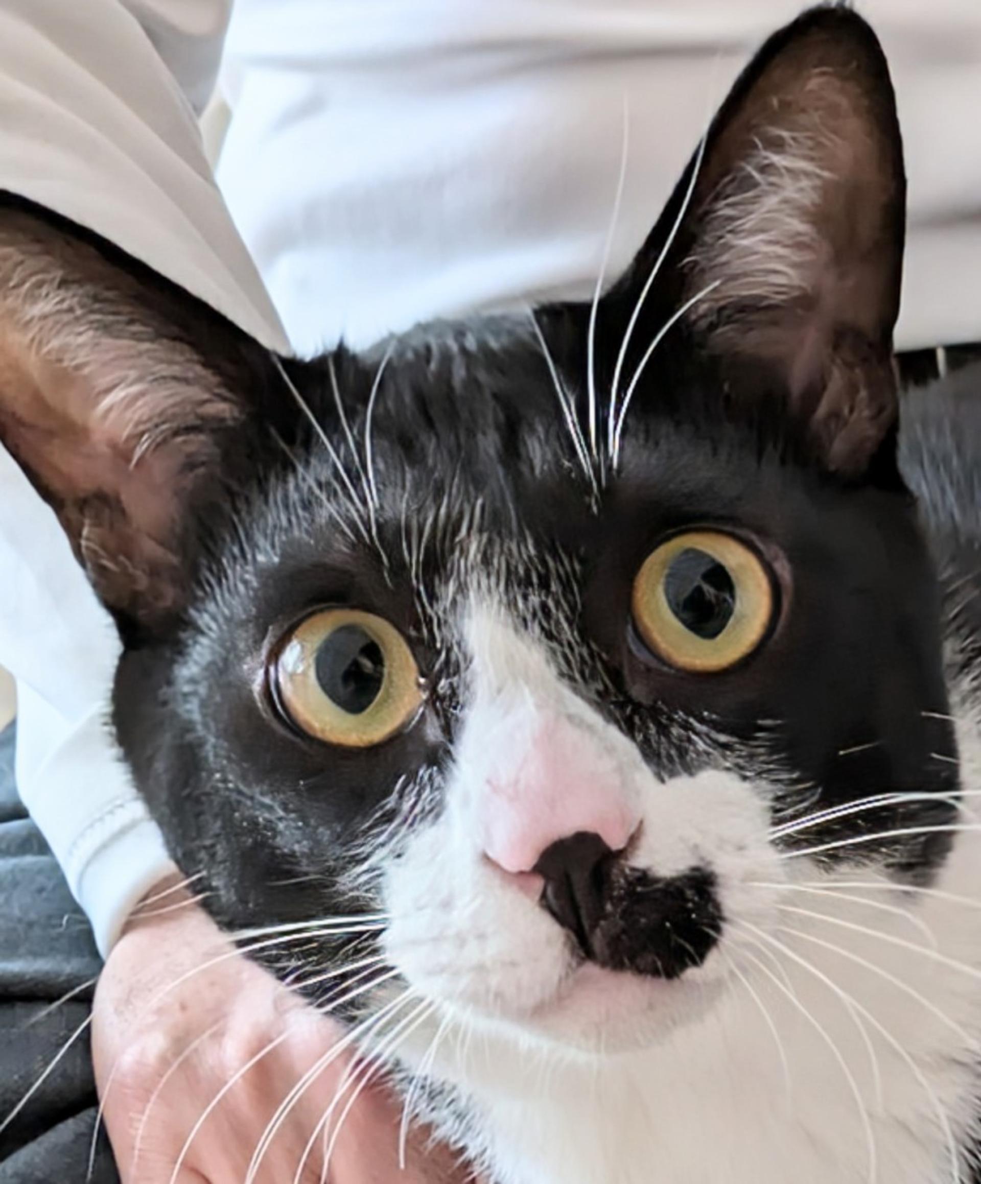 pet-image-6