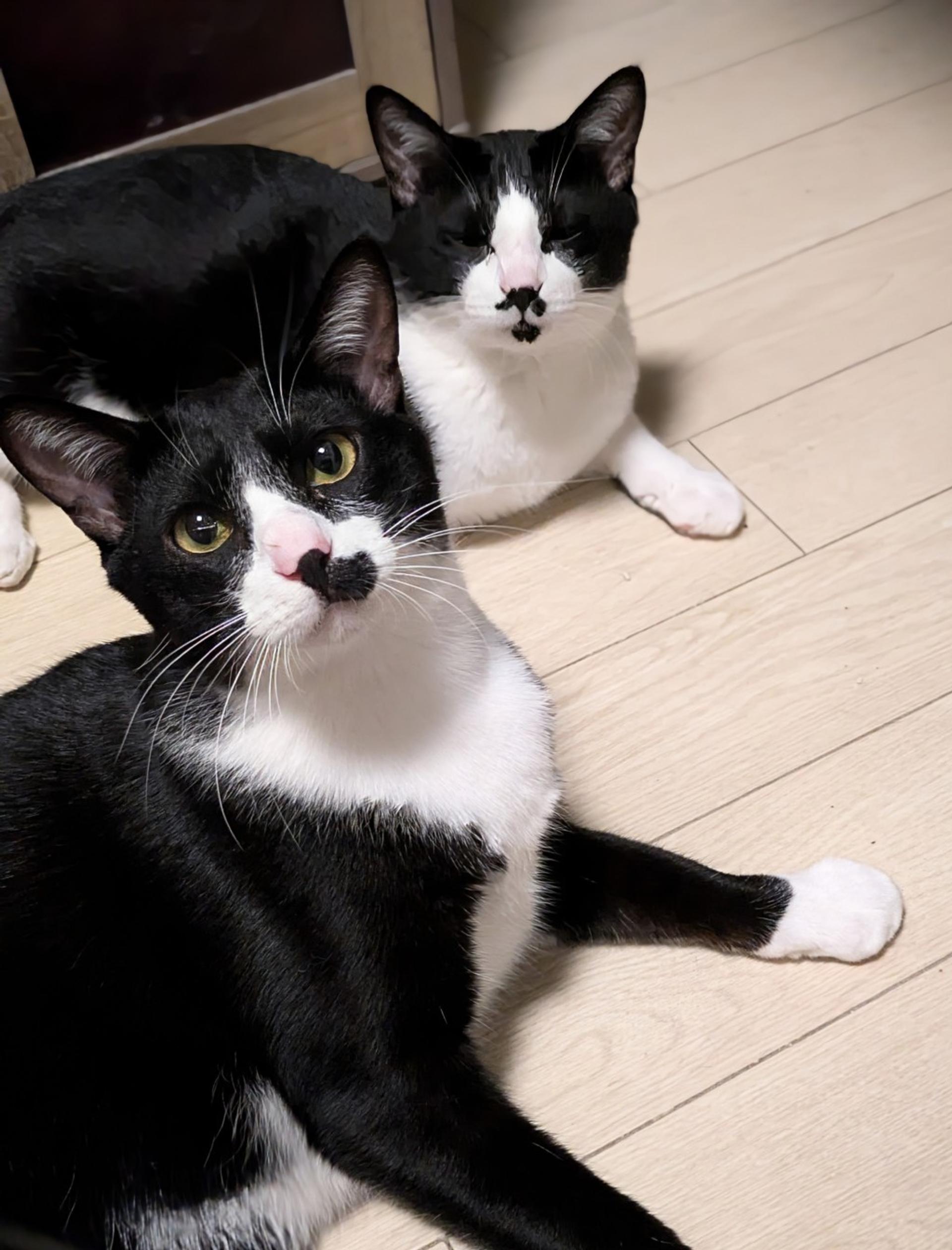 pet-image-3