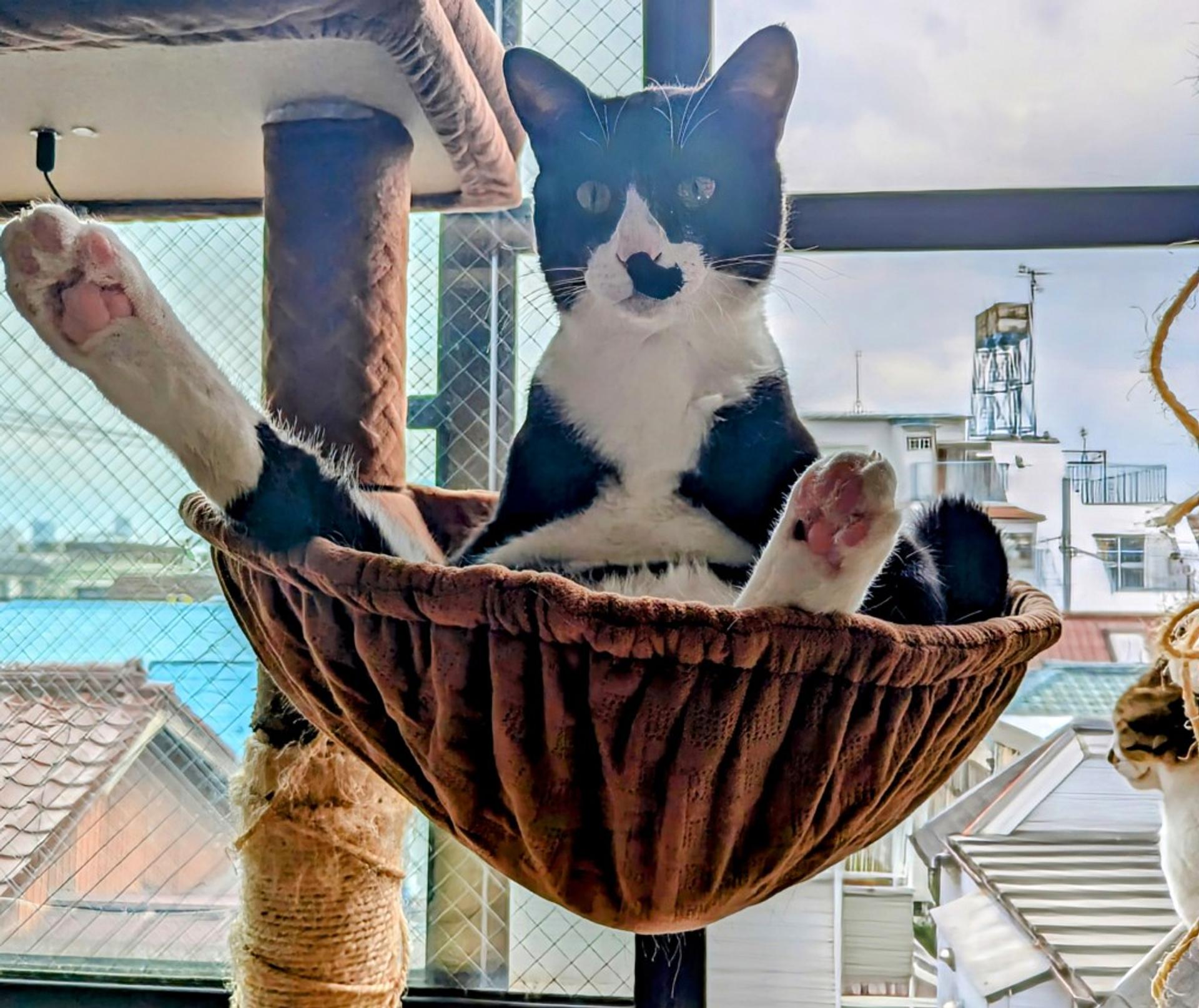 pet-image-4