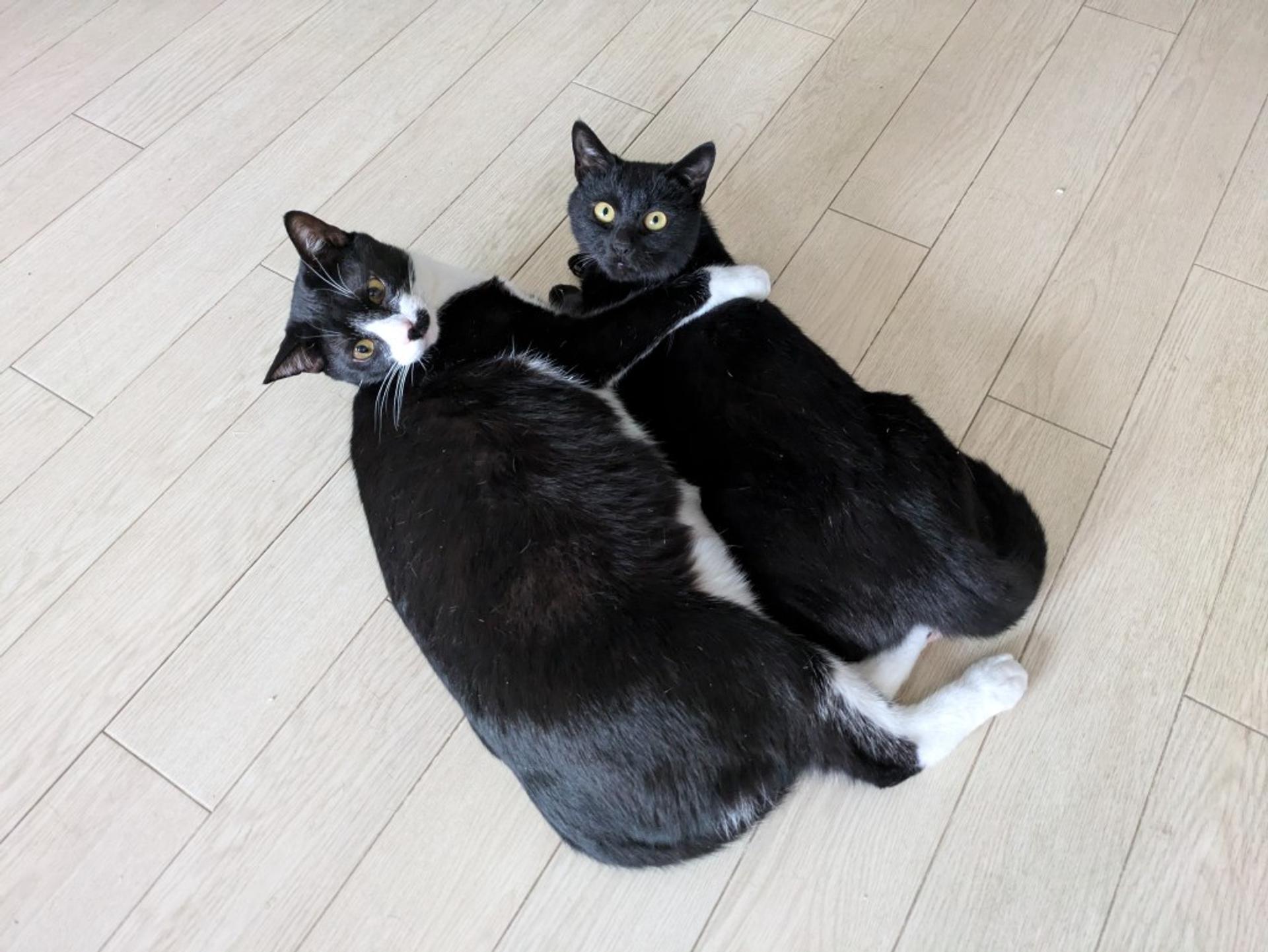 pet-image-5