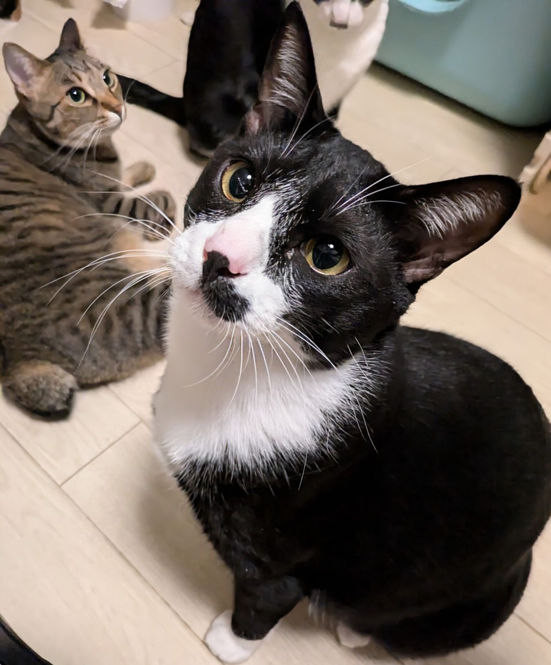 雑種（ミックス猫）・オスの里親募集の写真
