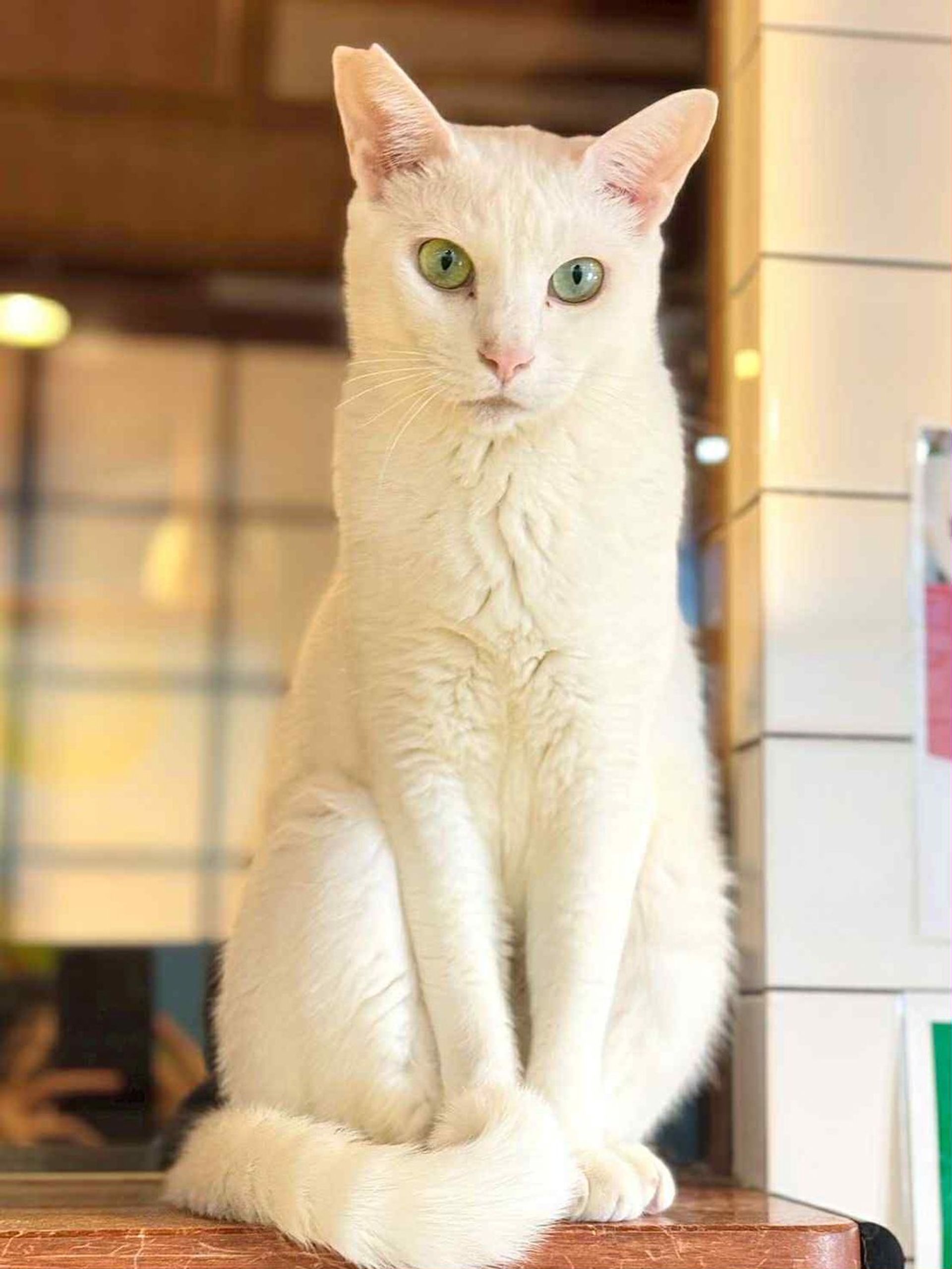 雑種（ミックス猫）・オスの里親募集の写真