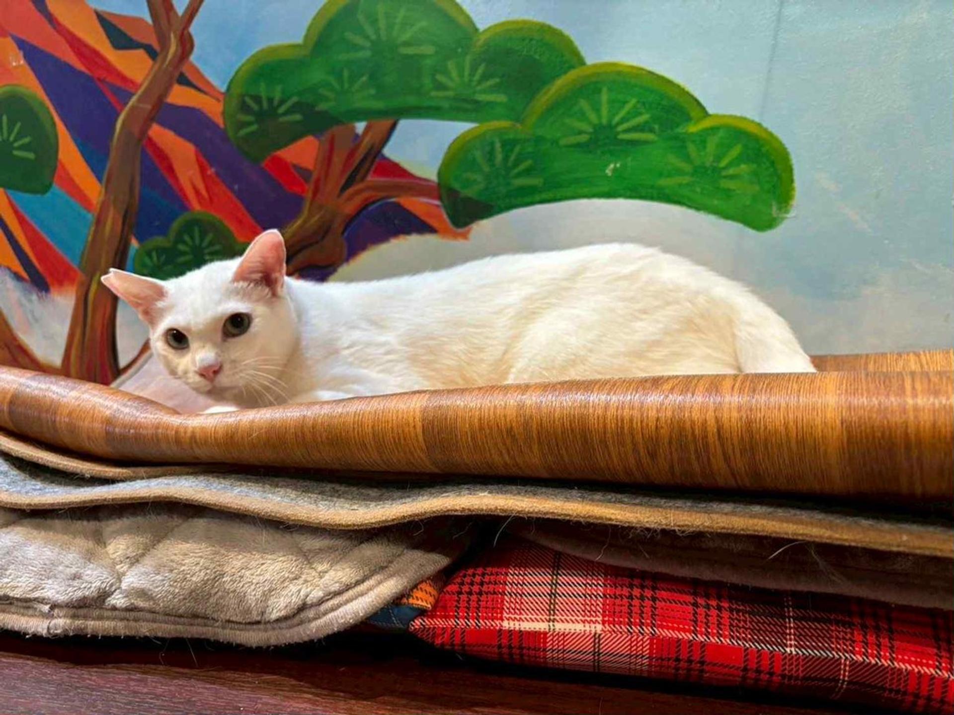 pet-image-5