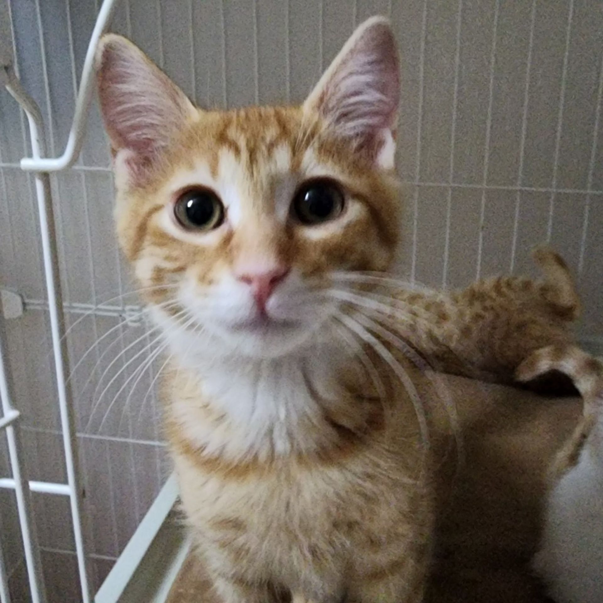 雑種（ミックス猫）・オスの里親募集の写真