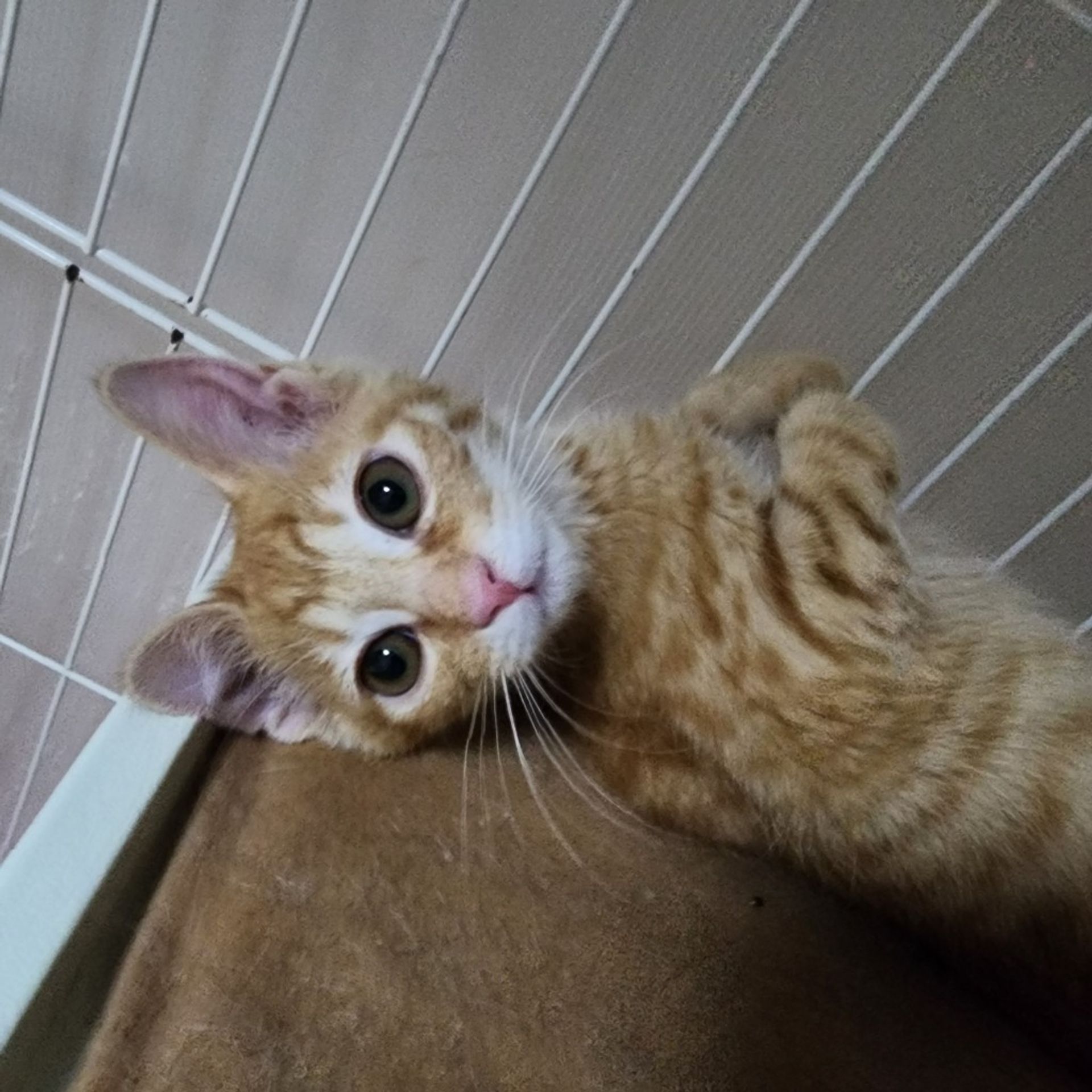 雑種（ミックス猫）・メスの里親募集の写真