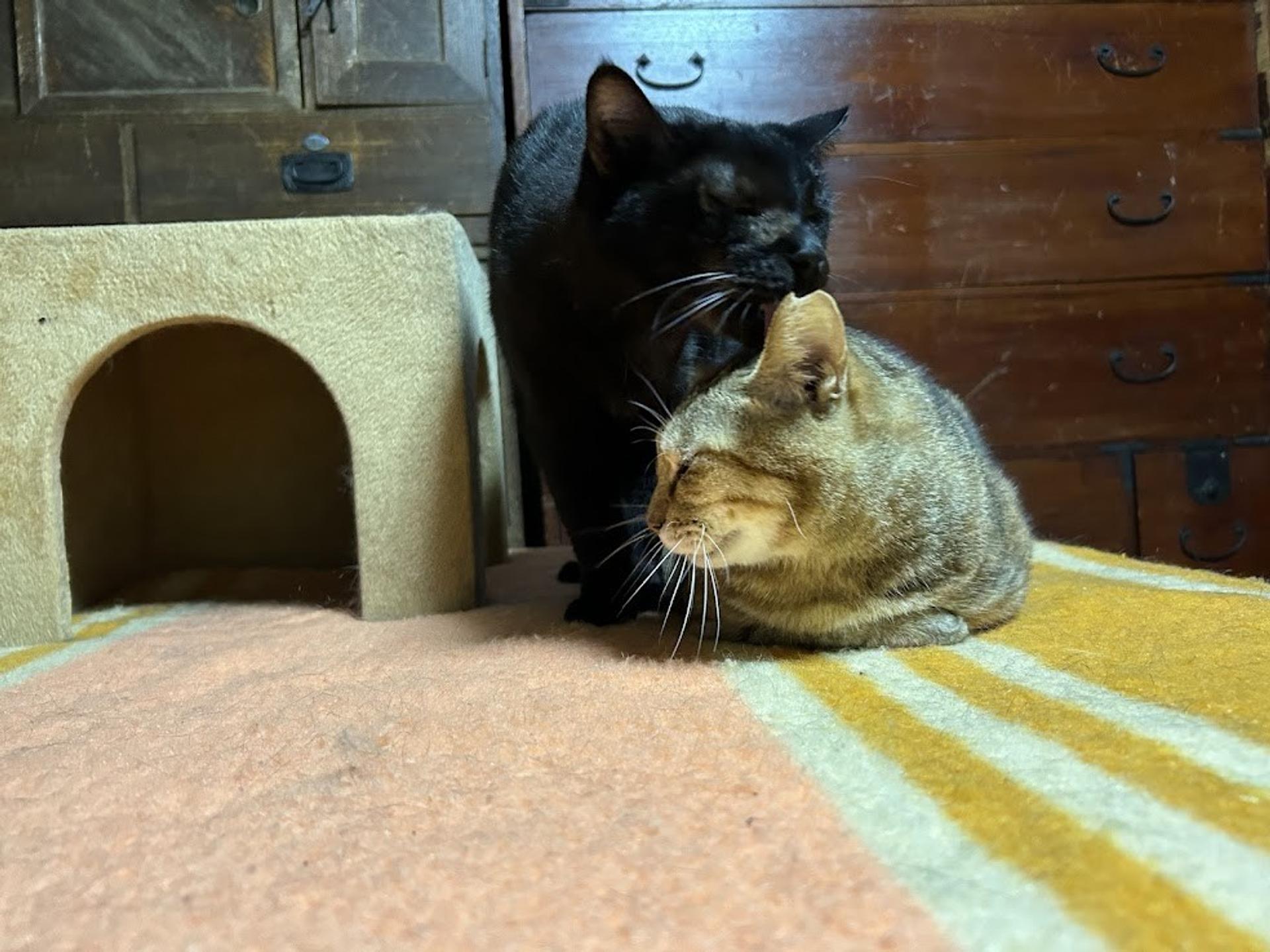 pet-image-4