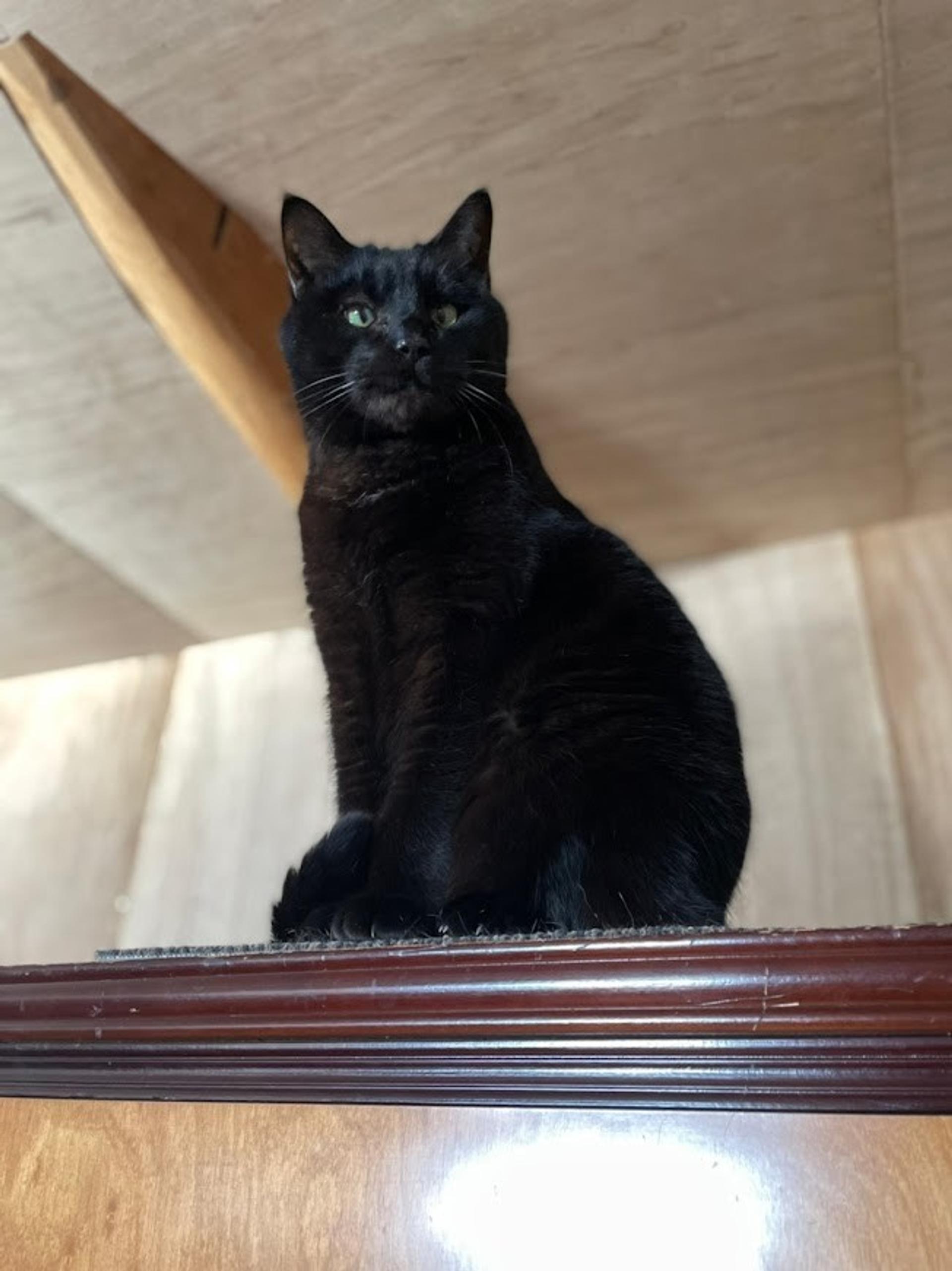 pet-image-8