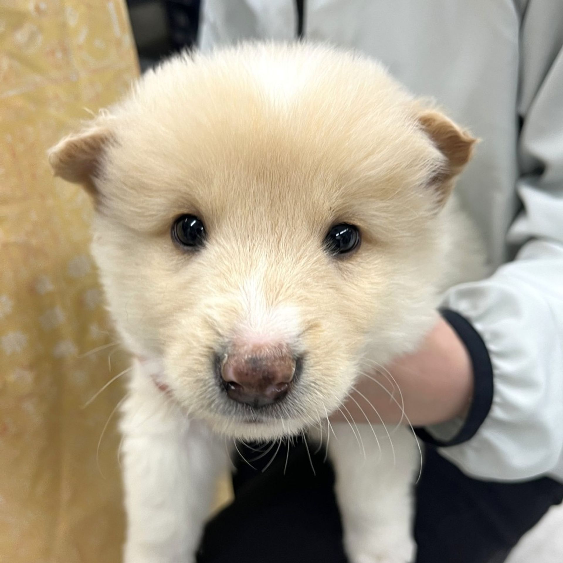 雑種（ミックス犬）・オスの里親募集の写真