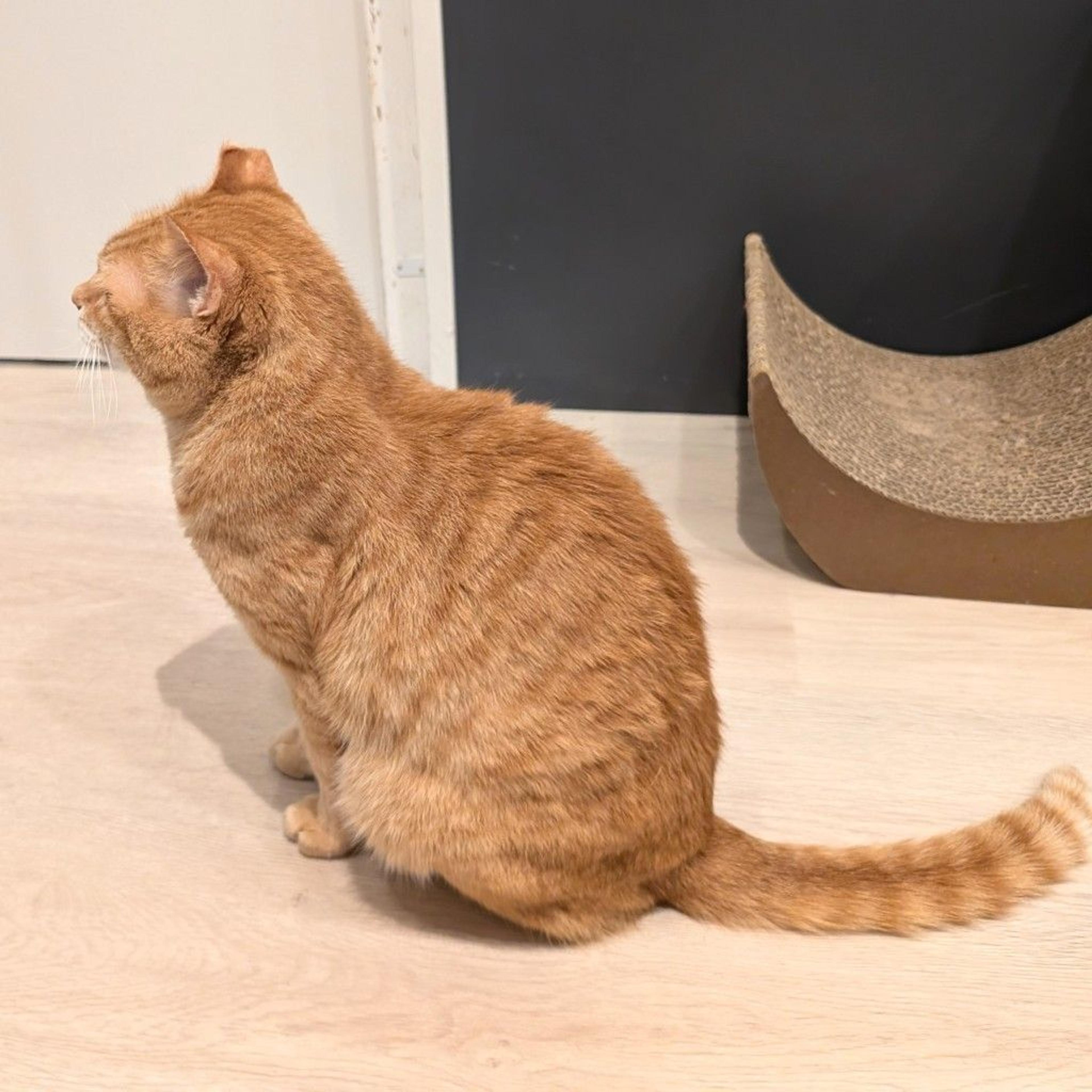 pet-image-2