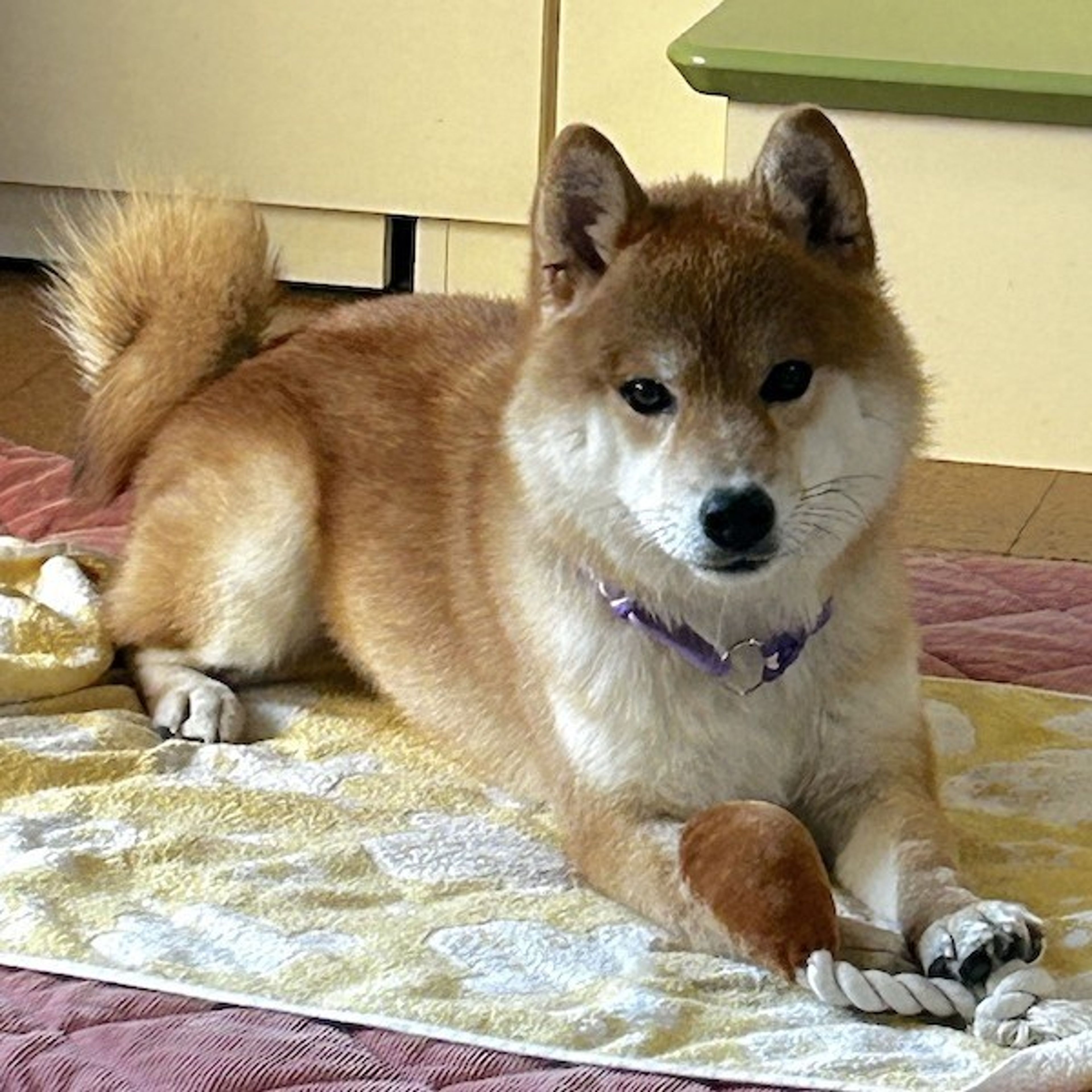 image-1