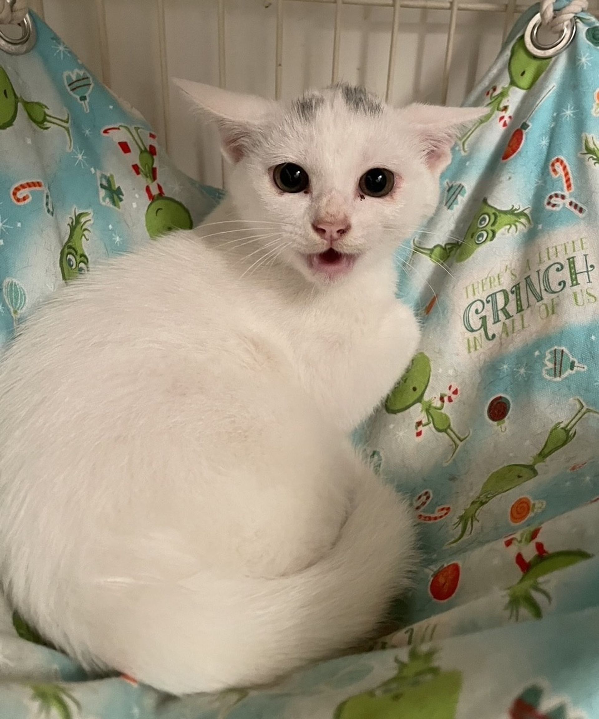 雑種（ミックス猫）・メスの里親募集の写真