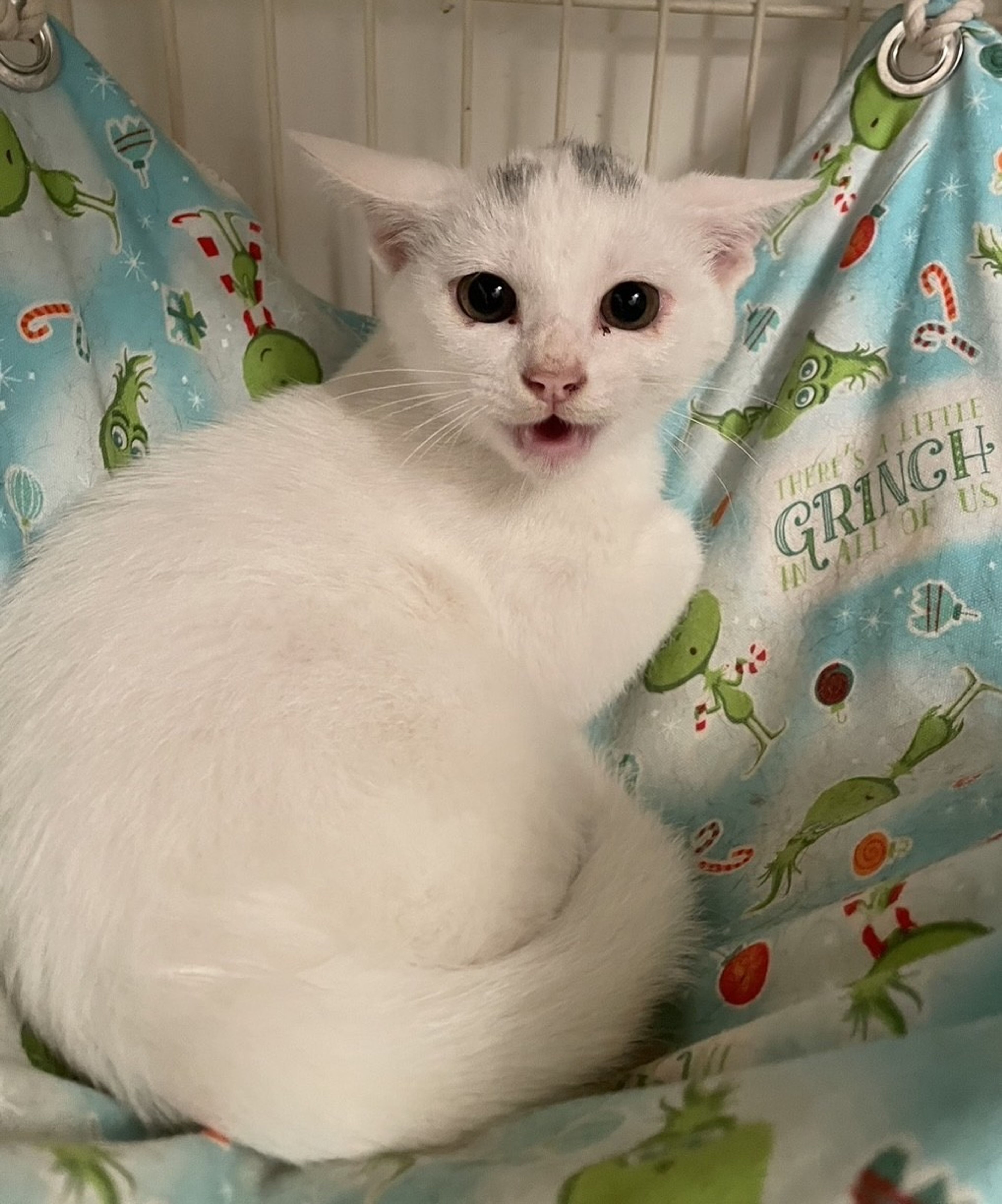 雑種（ミックス猫）・メスの里親募集の写真
