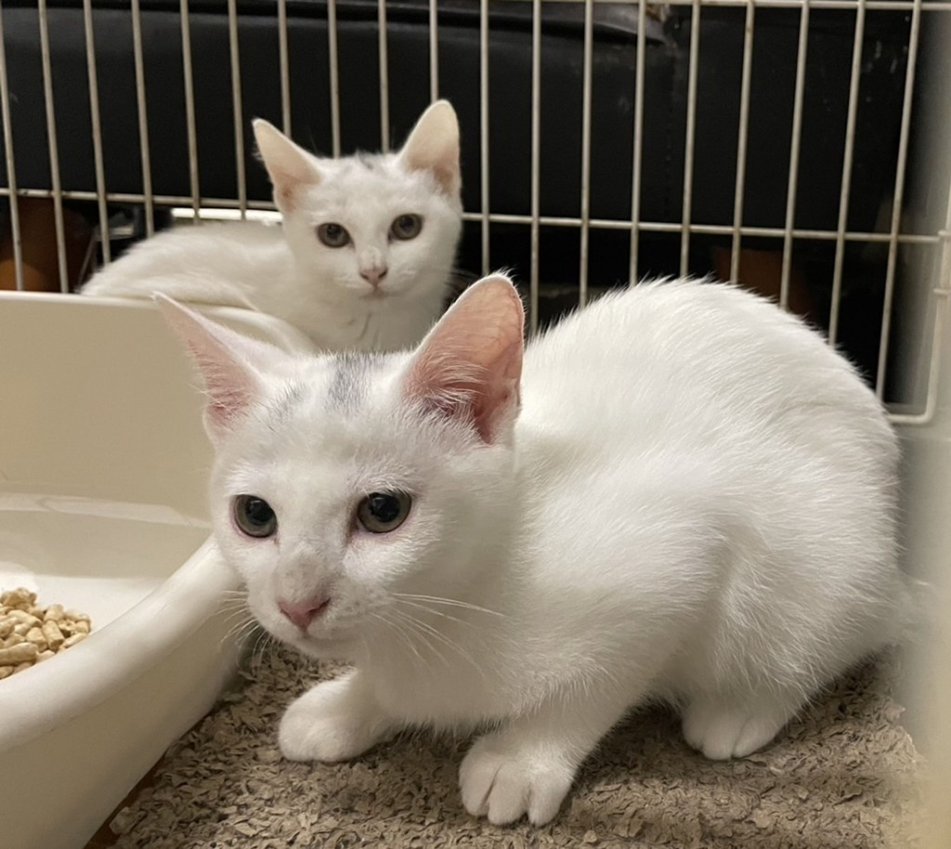 pet-image-3