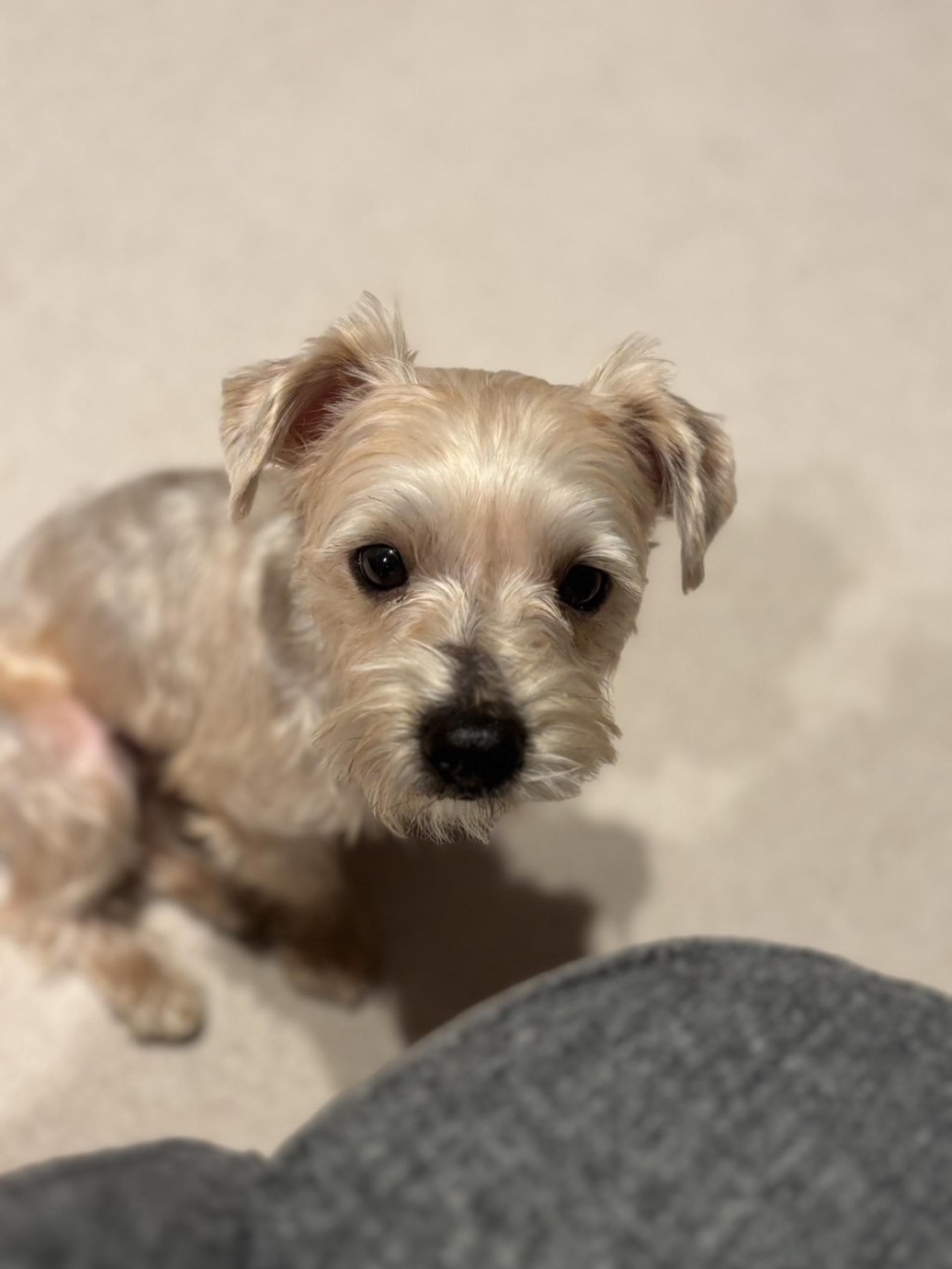 pet-image-5