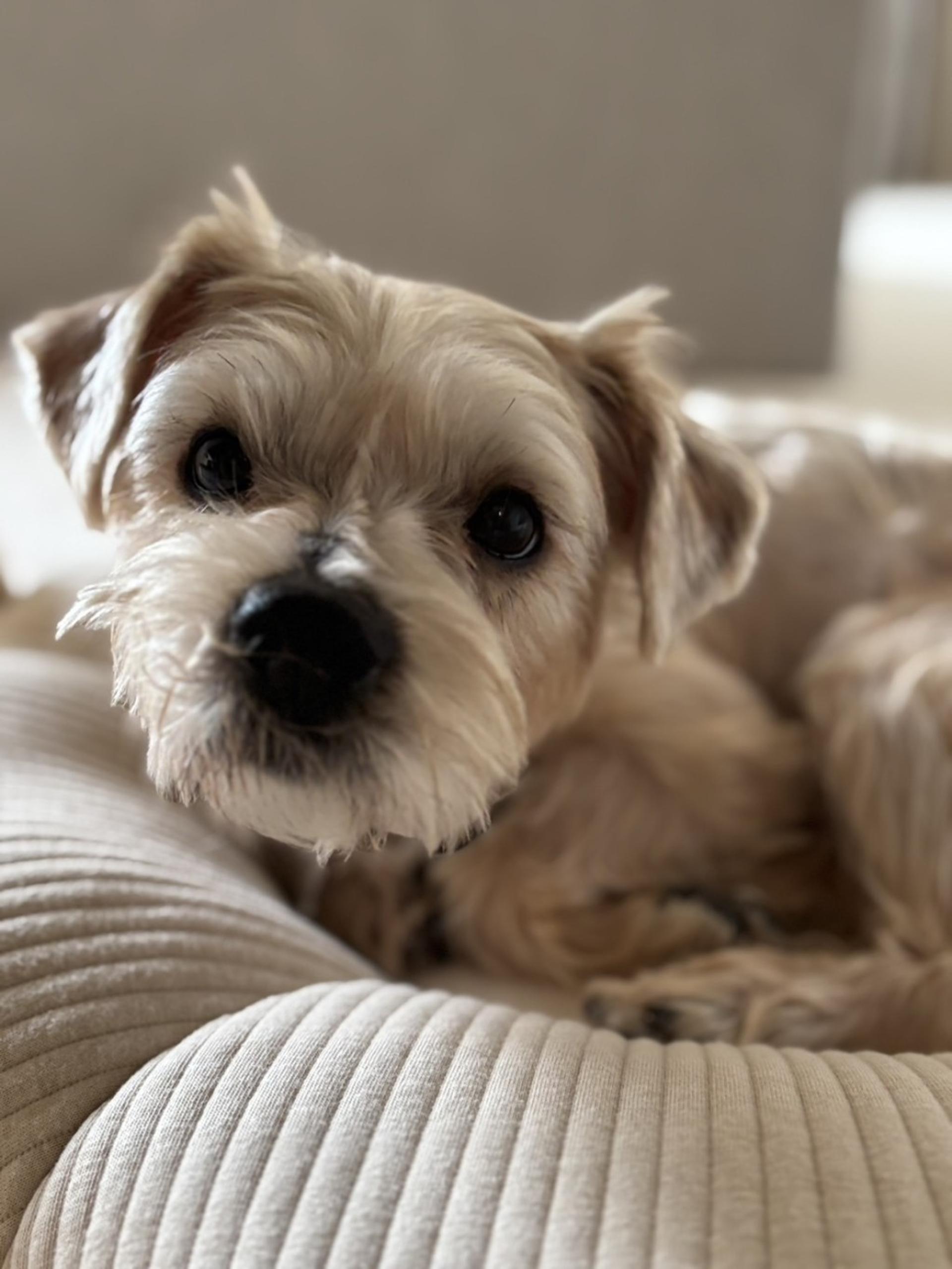 pet-image-6