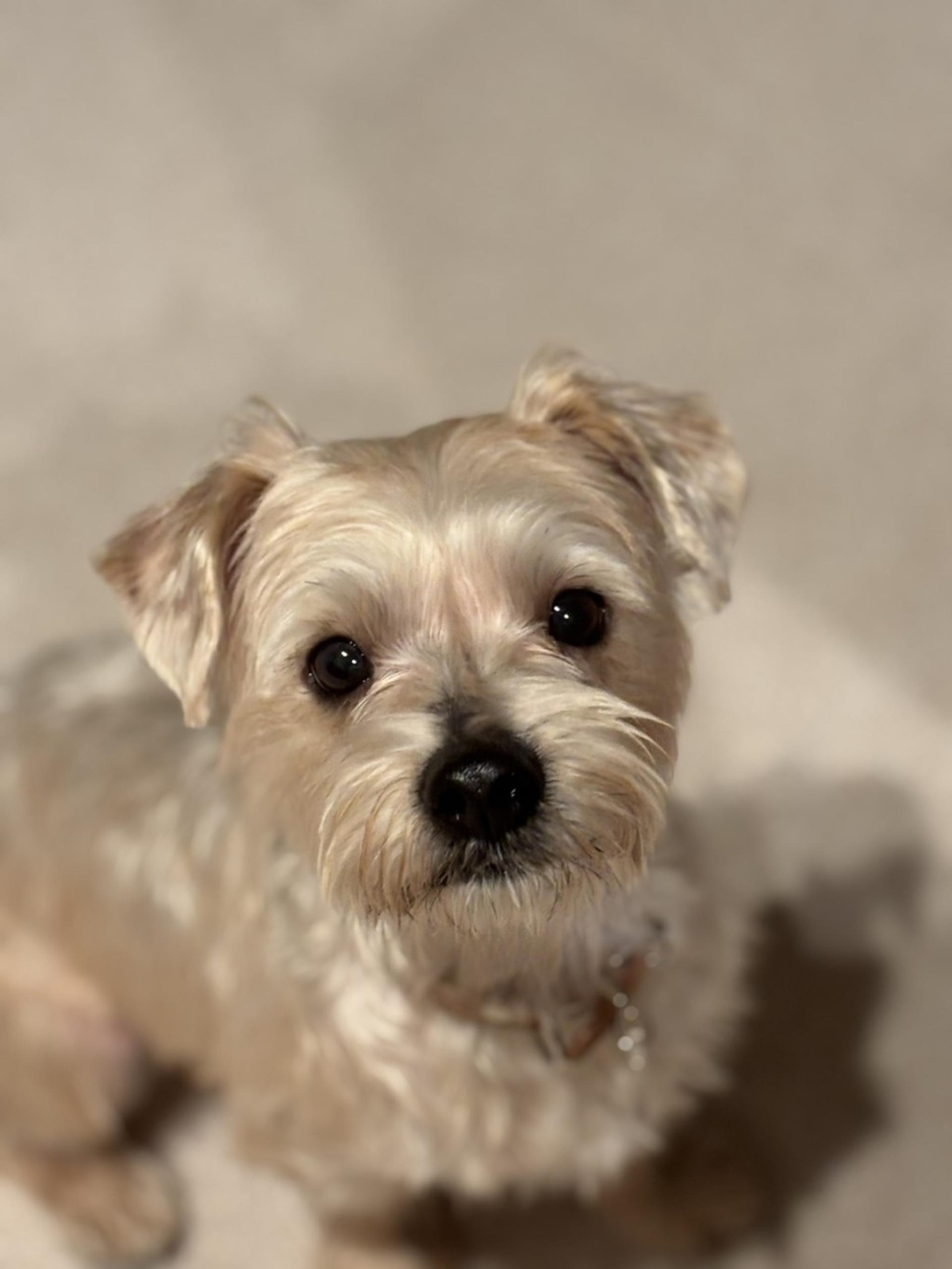 pet-image-7