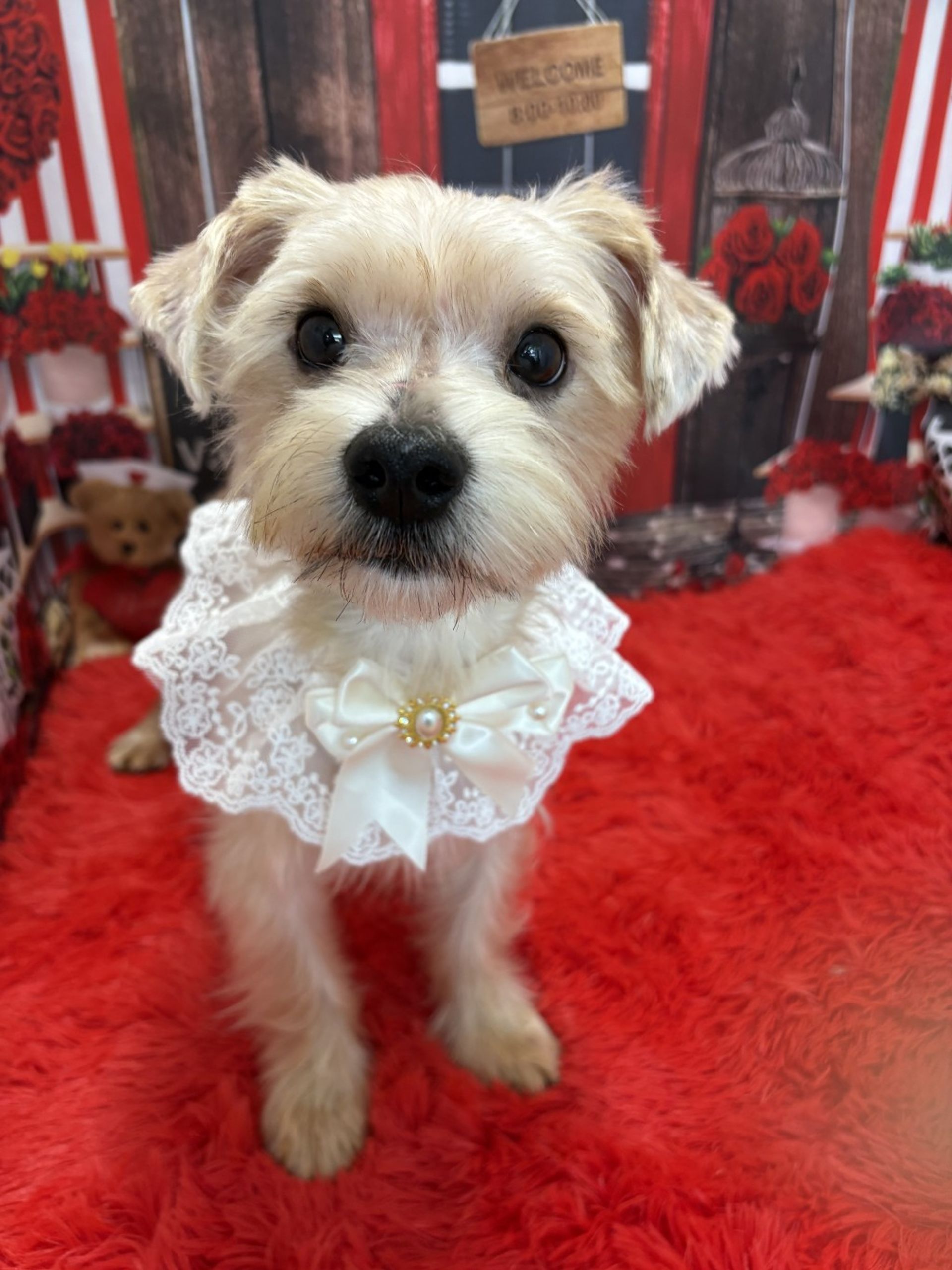 雑種（ミックス犬）・オスの里親募集の写真