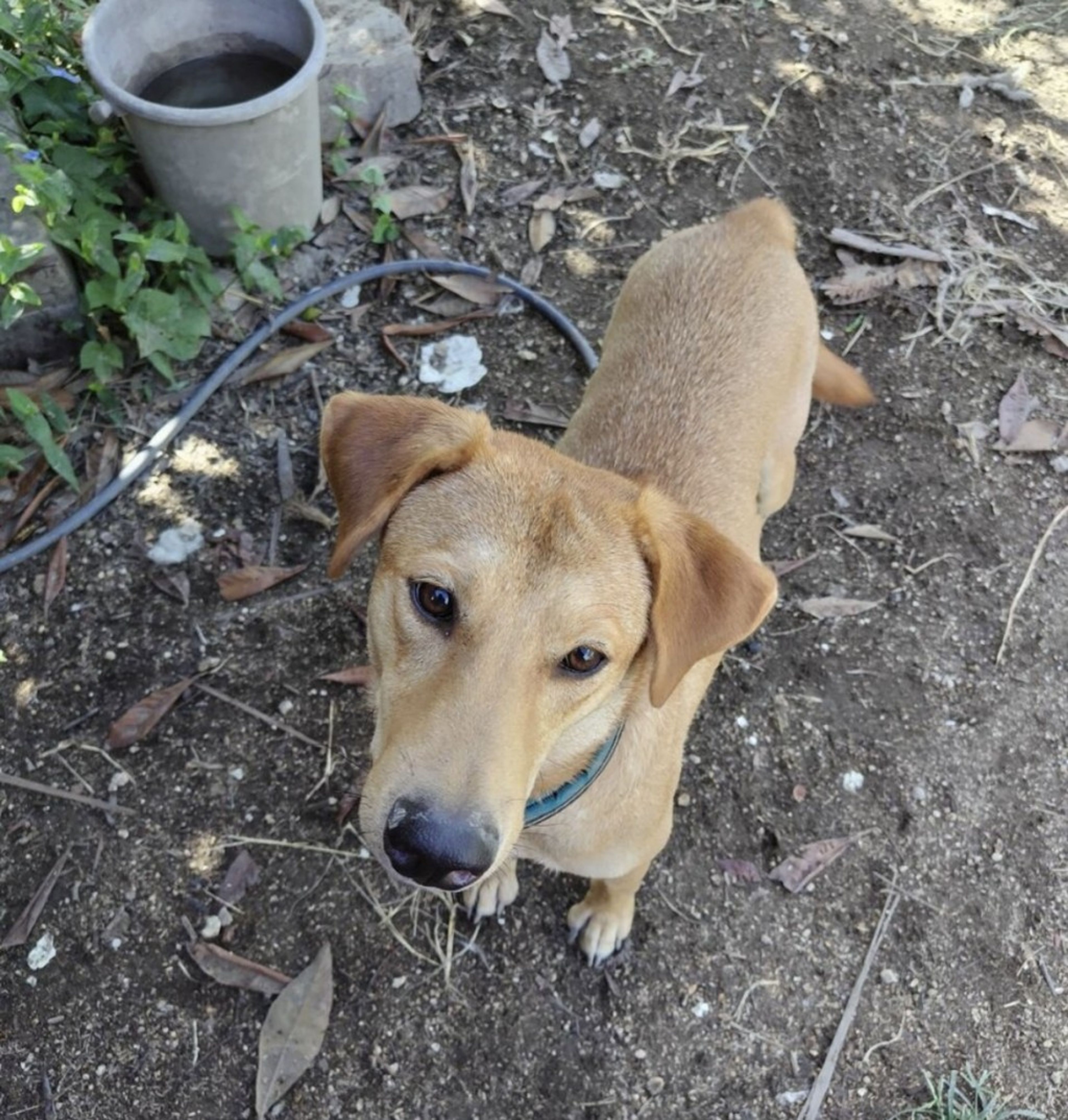雑種（ミックス犬）・オスの里親募集の写真