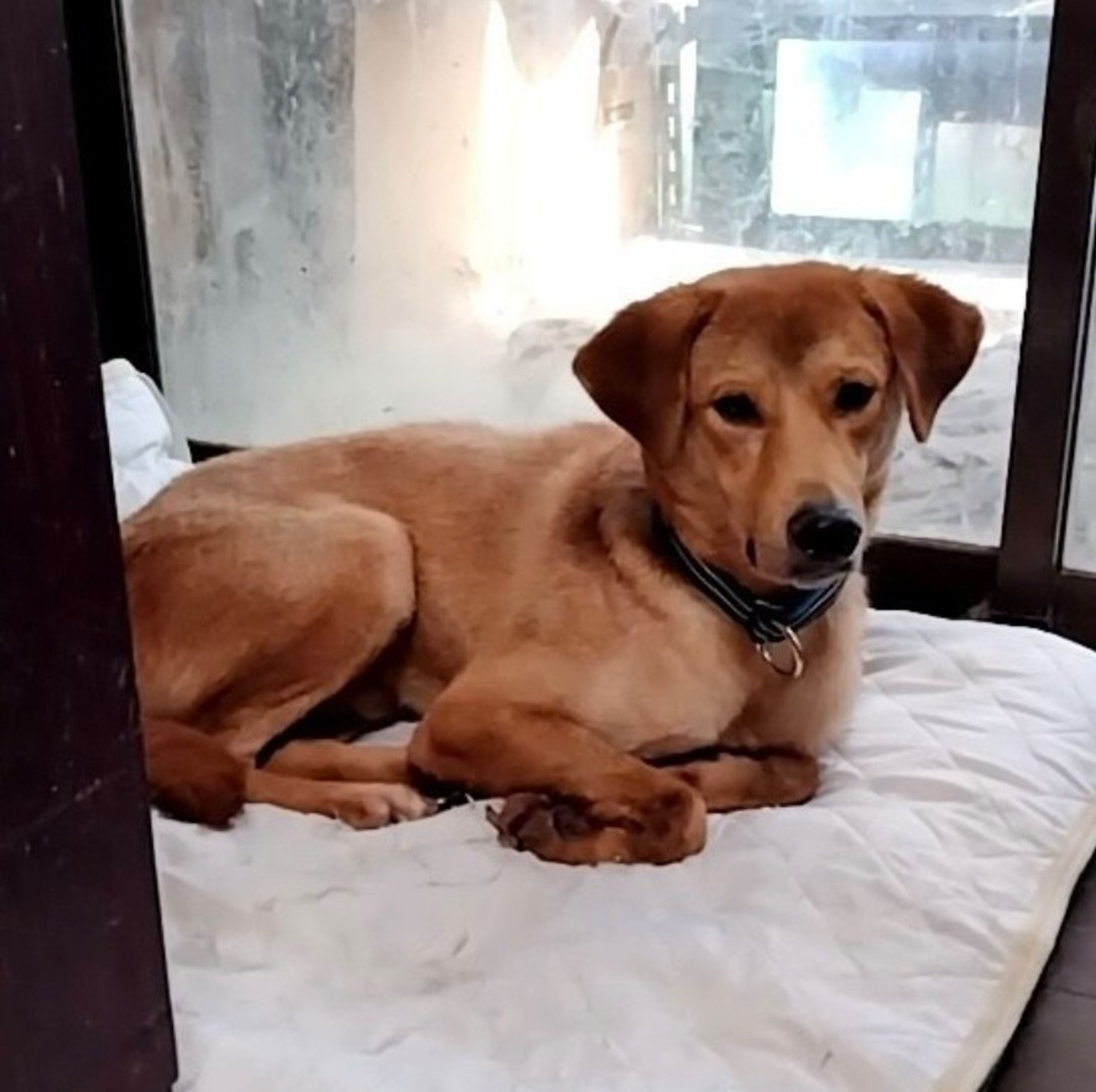 pet-image-2