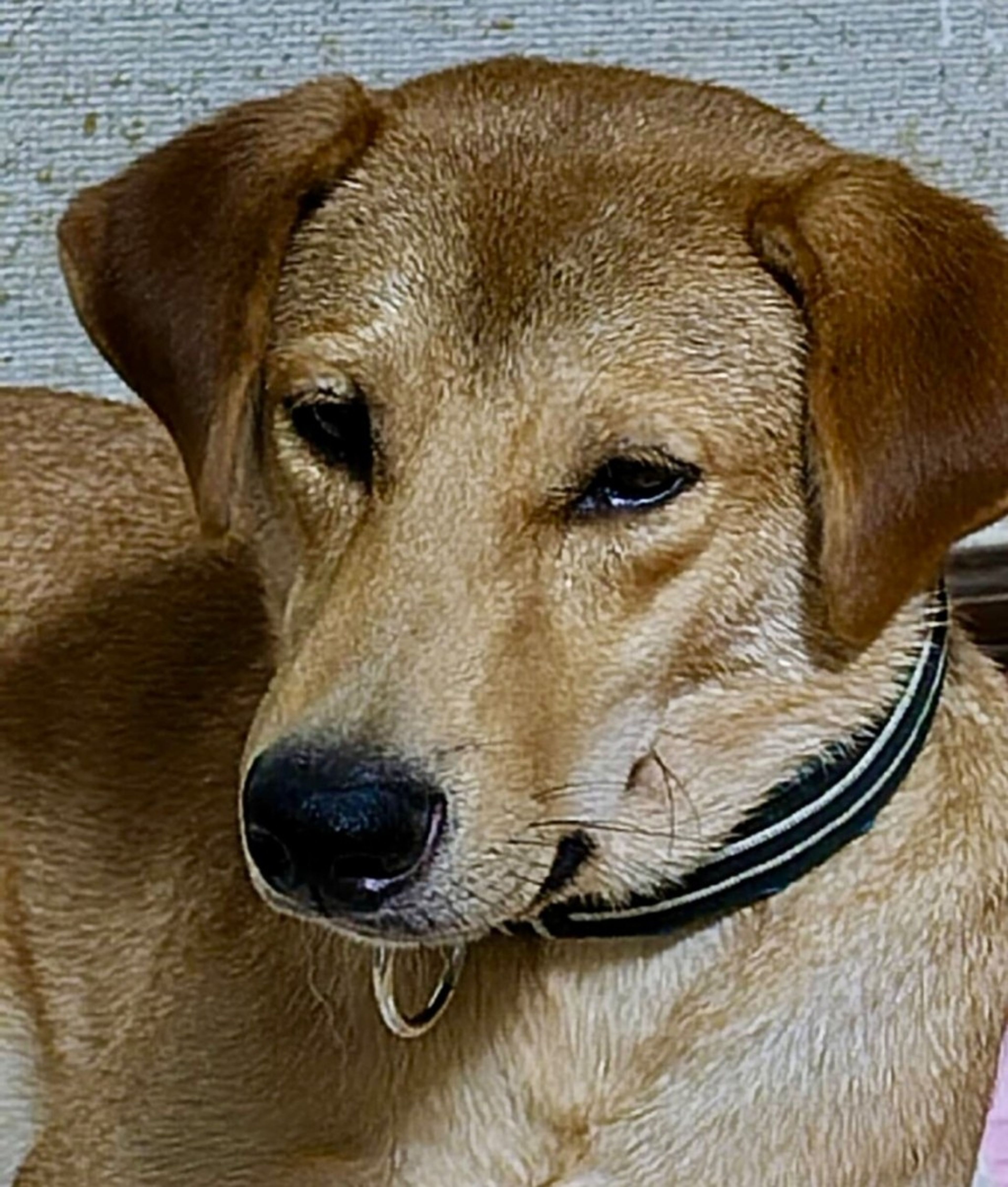 pet-image-4