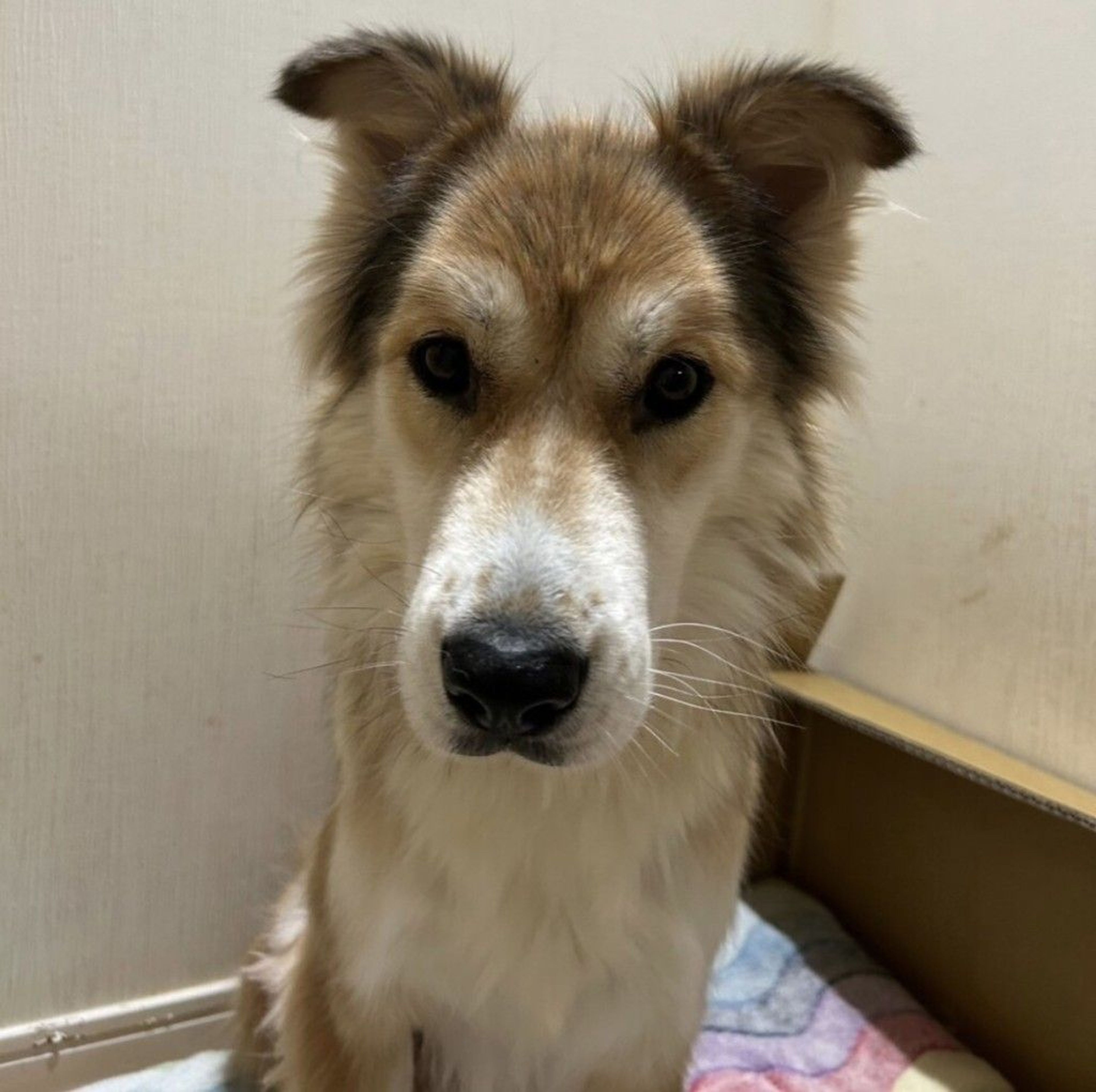 雑種（ミックス犬）・メスの里親募集の写真