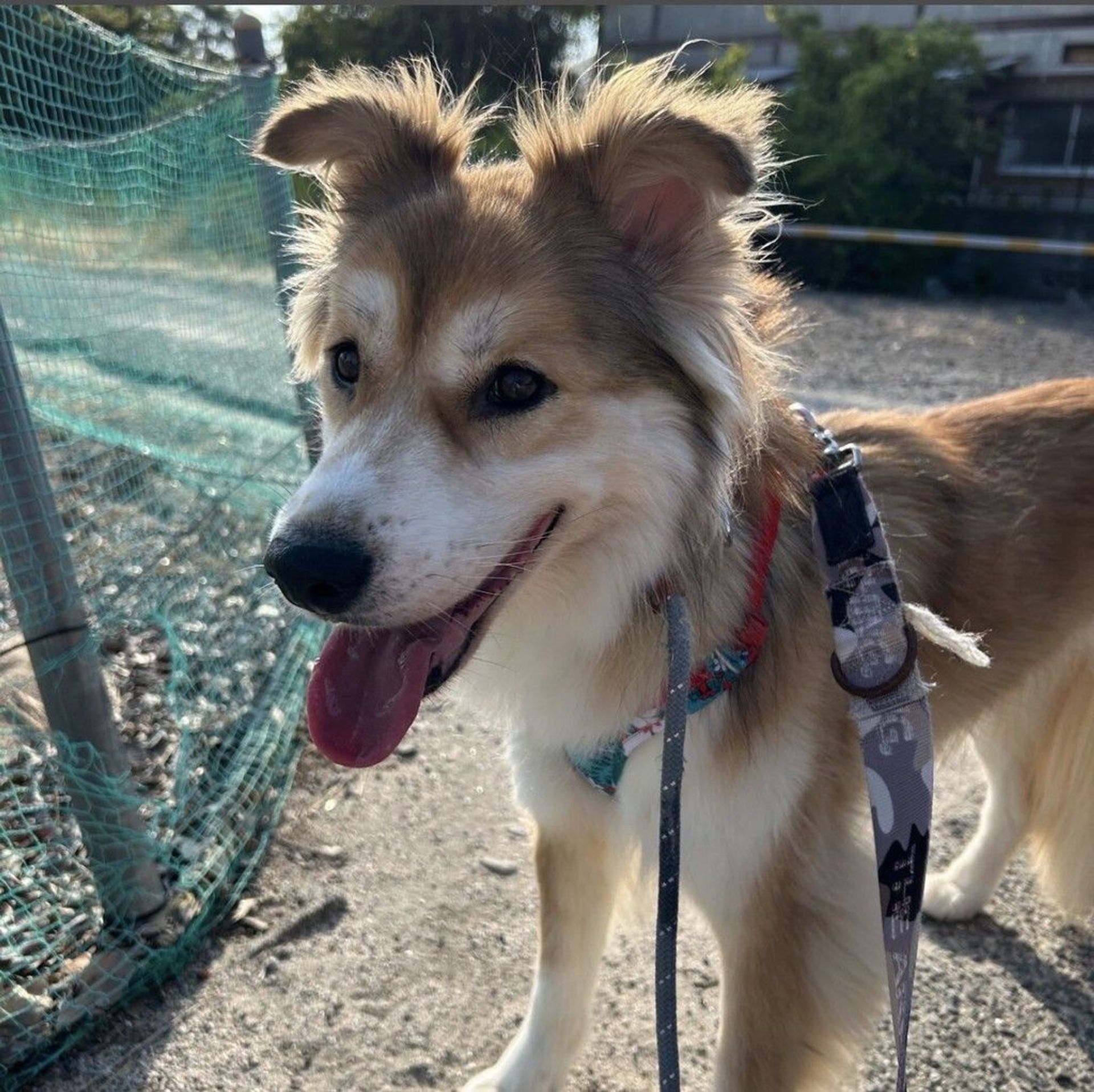 雑種（ミックス犬）・メスの里親募集の写真