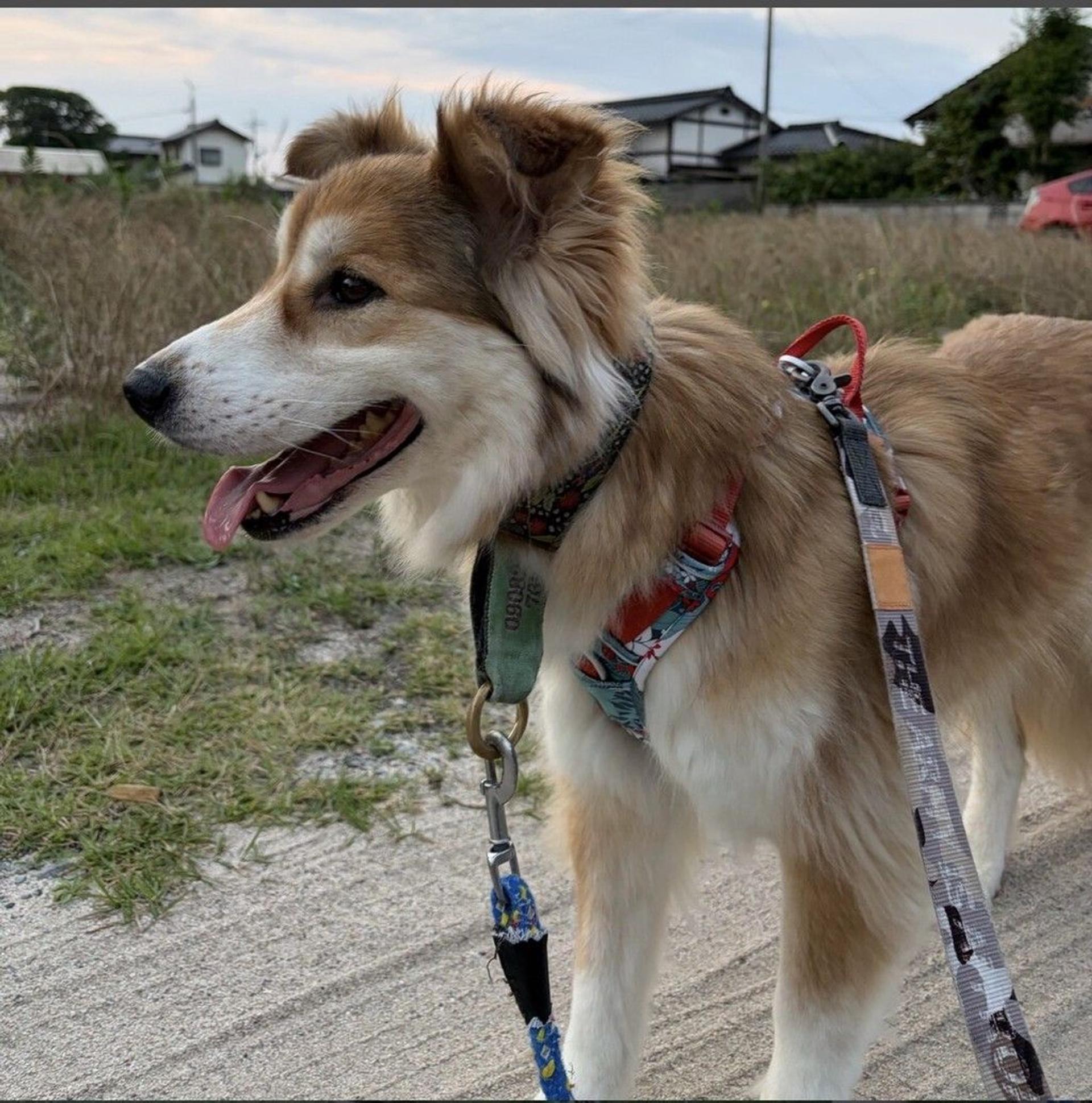 pet-image-6