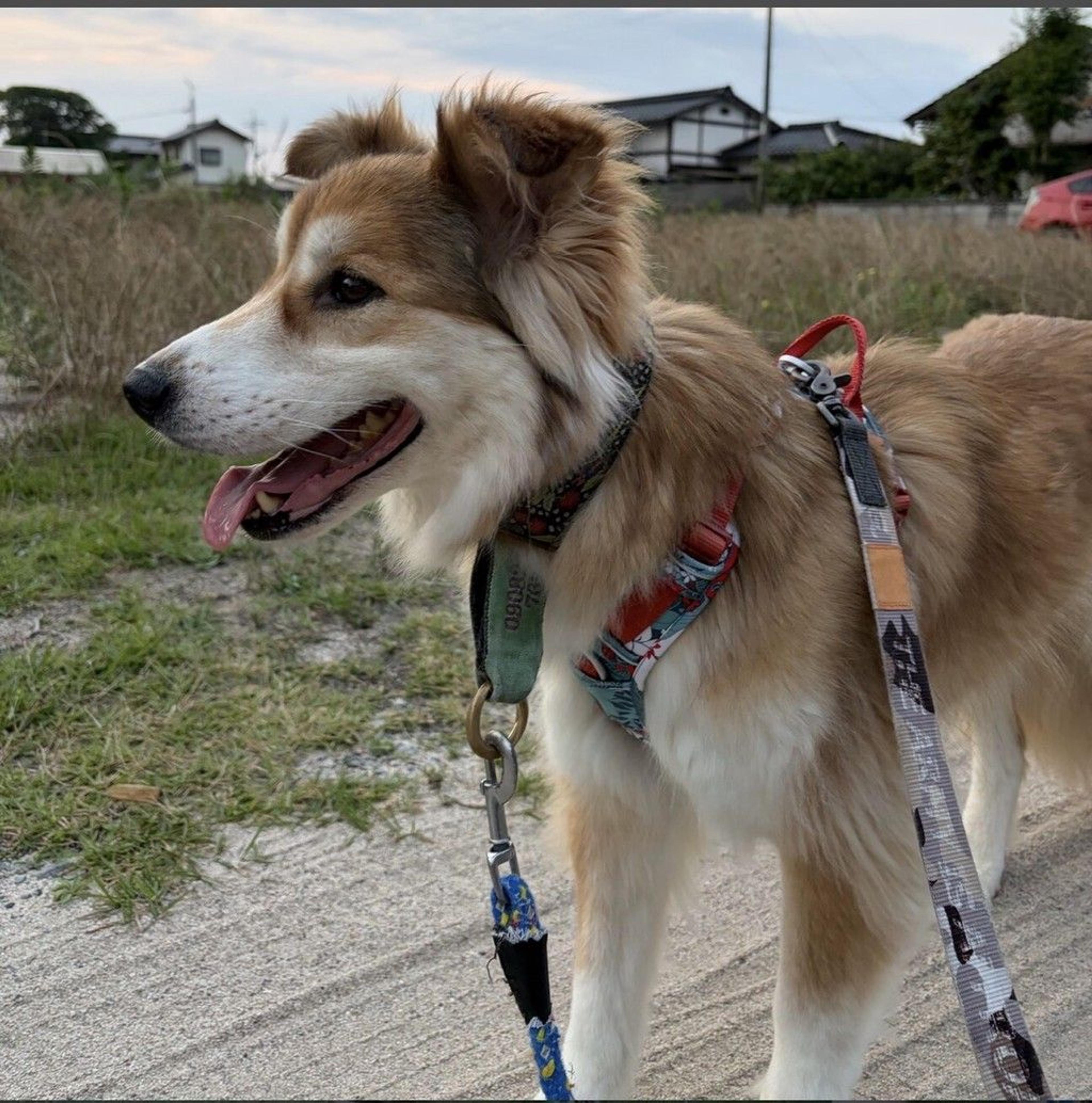 pet-image-6