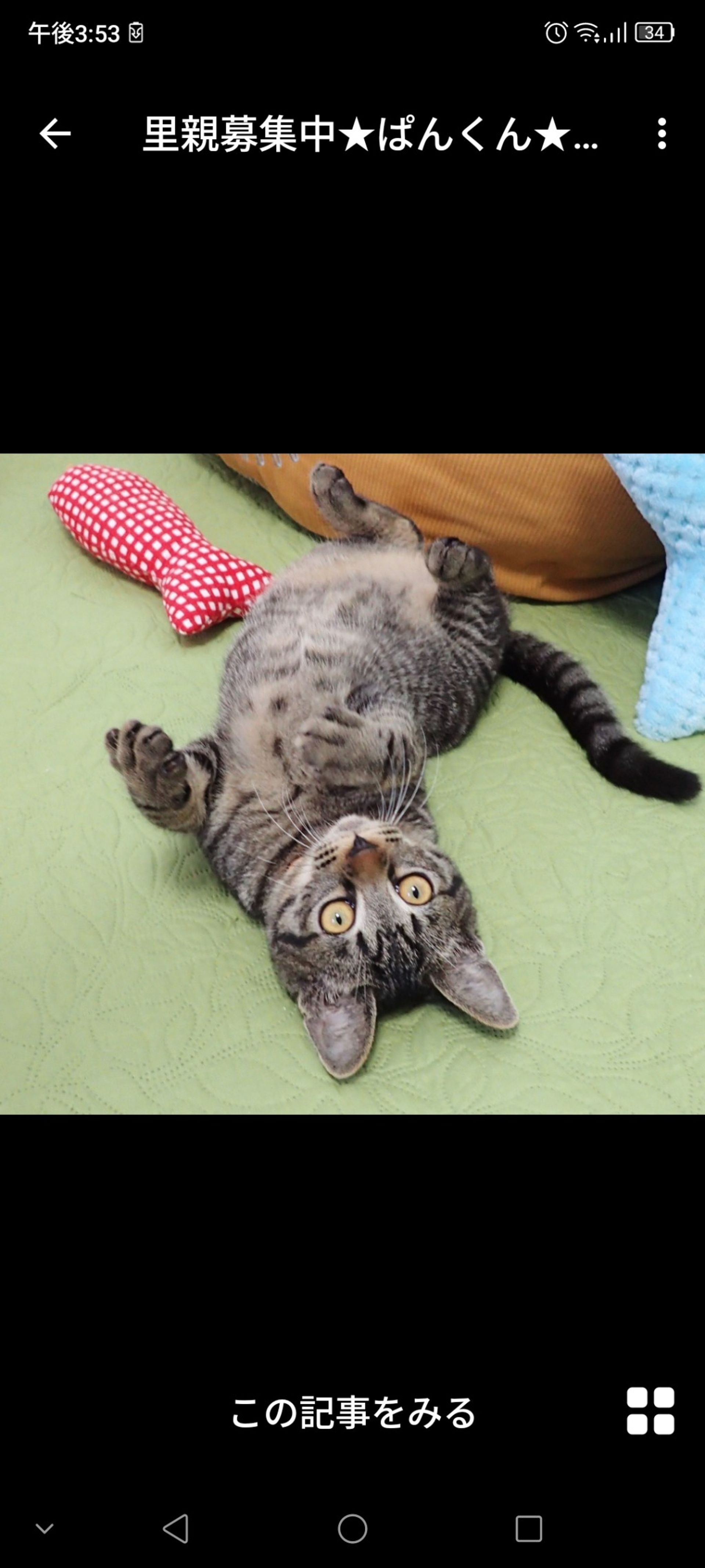 雑種（ミックス猫）・オスの里親募集の写真