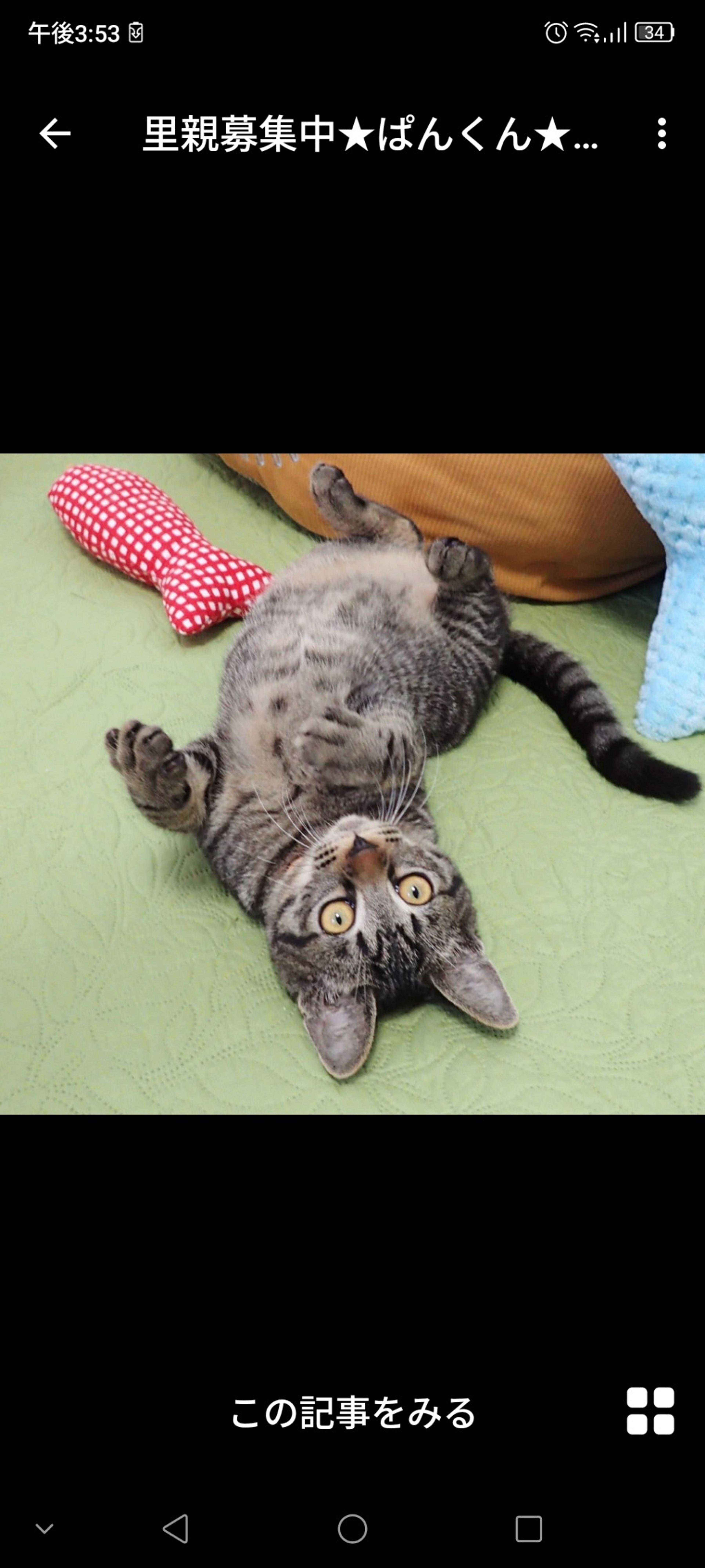 pet-image-2