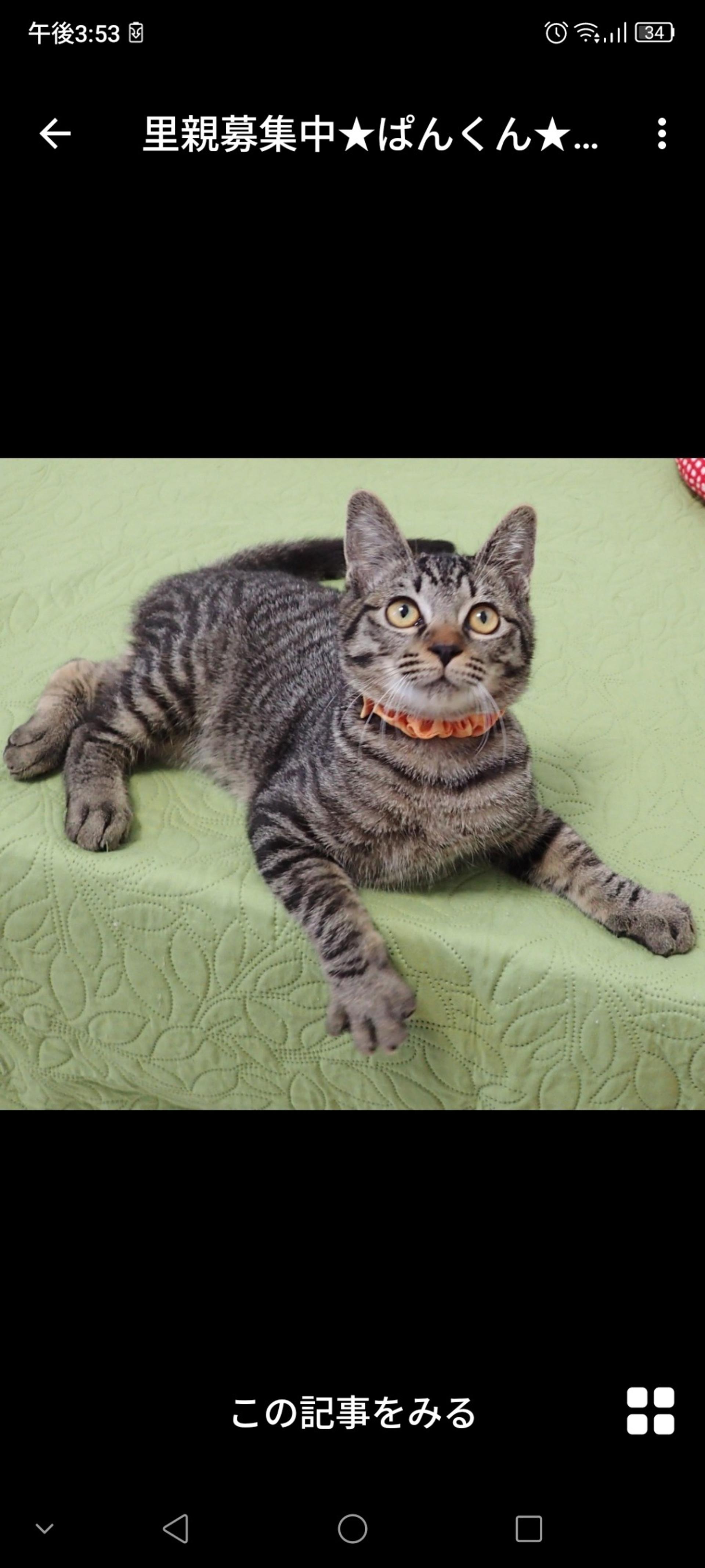 pet-image-3