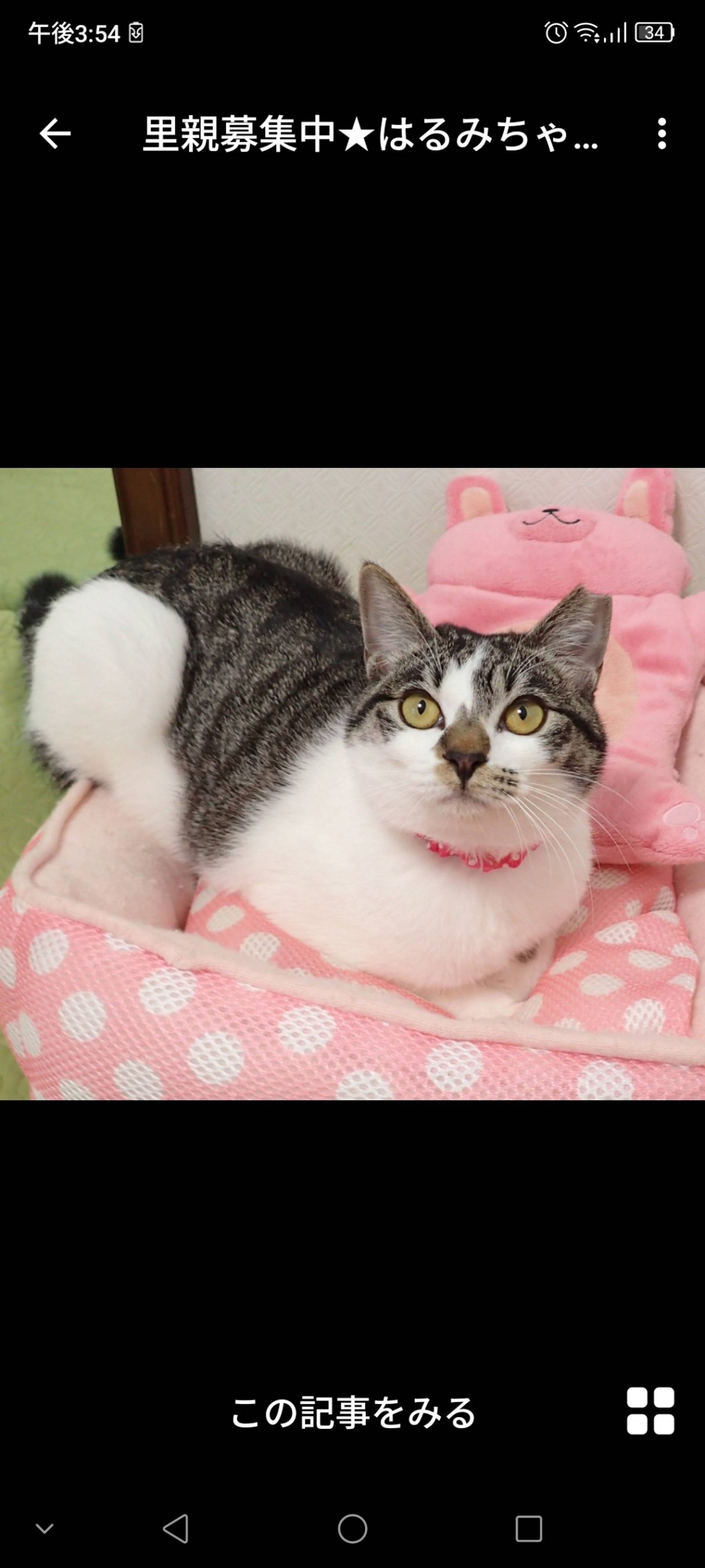 雑種（ミックス猫）・メスの里親募集の写真