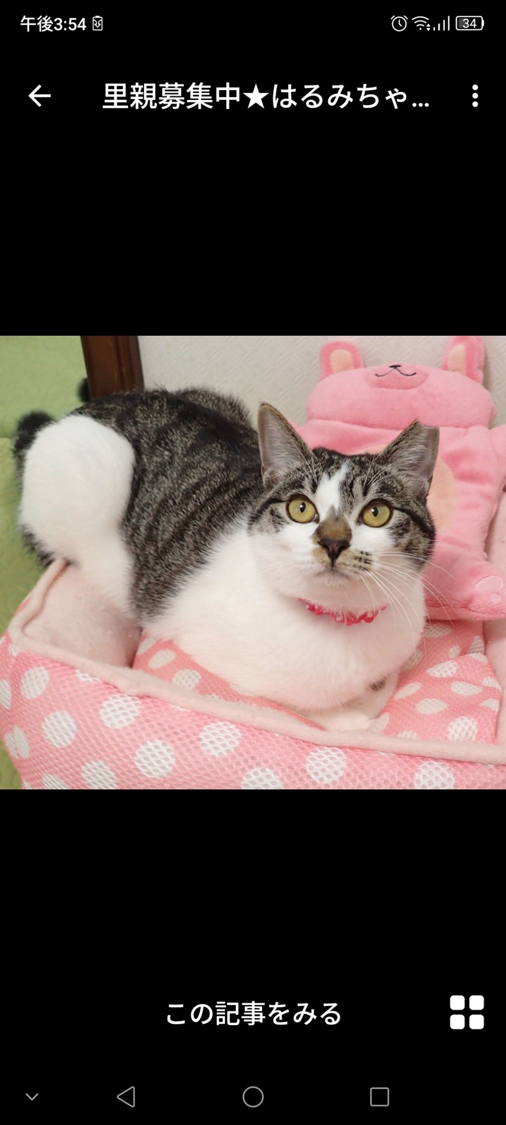 雑種（ミックス猫）・メスの里親募集の写真