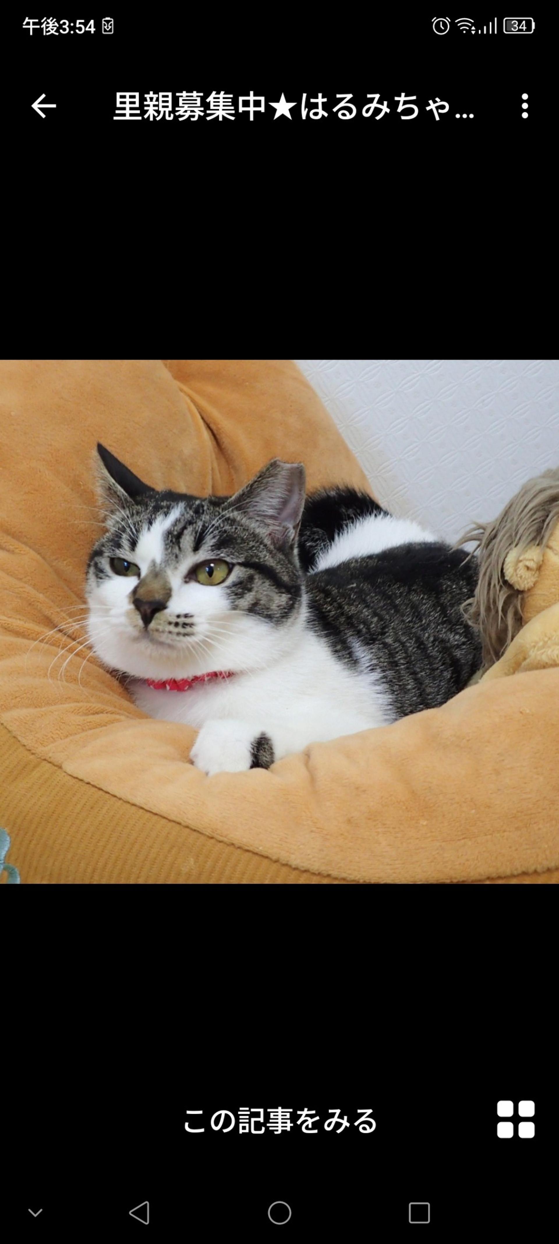 pet-image-2