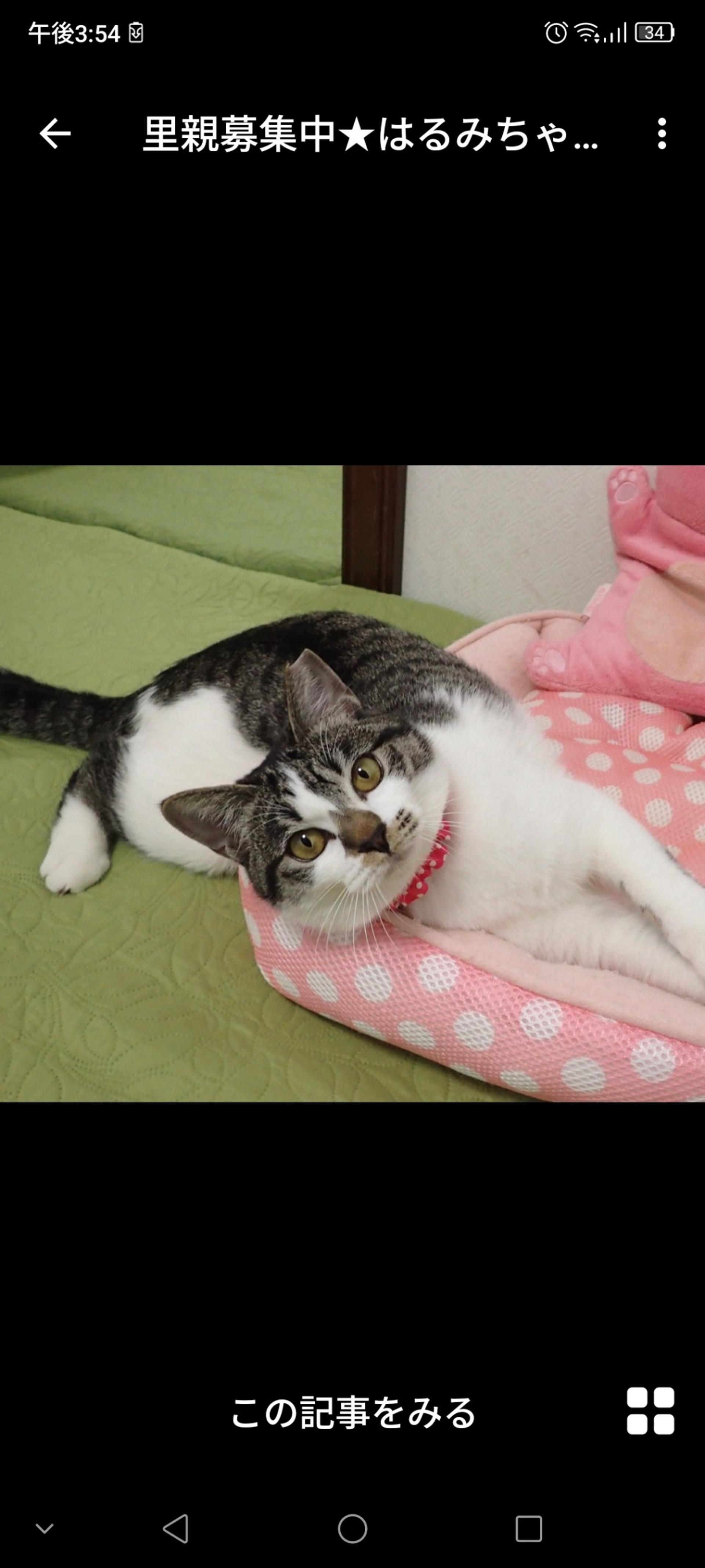 pet-image-3