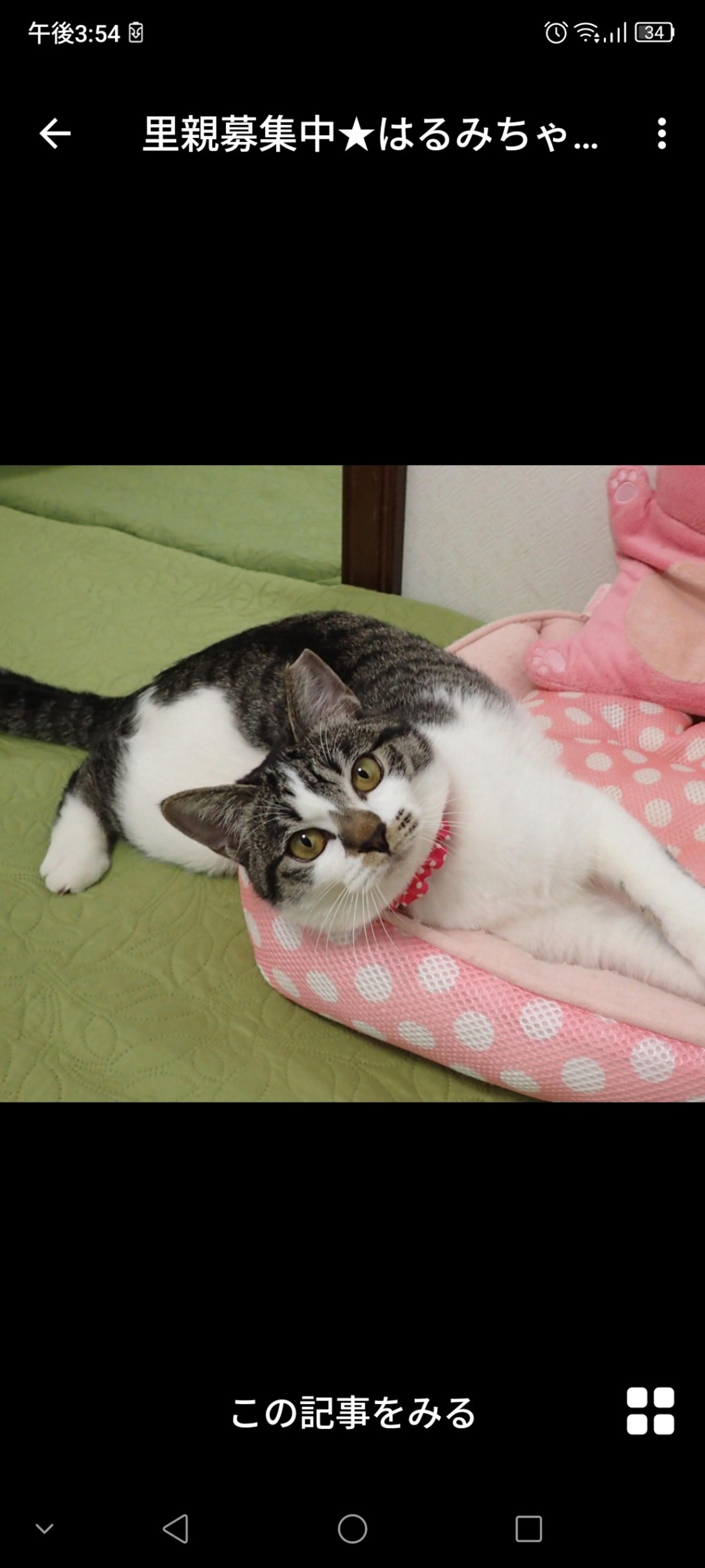 pet-image-3