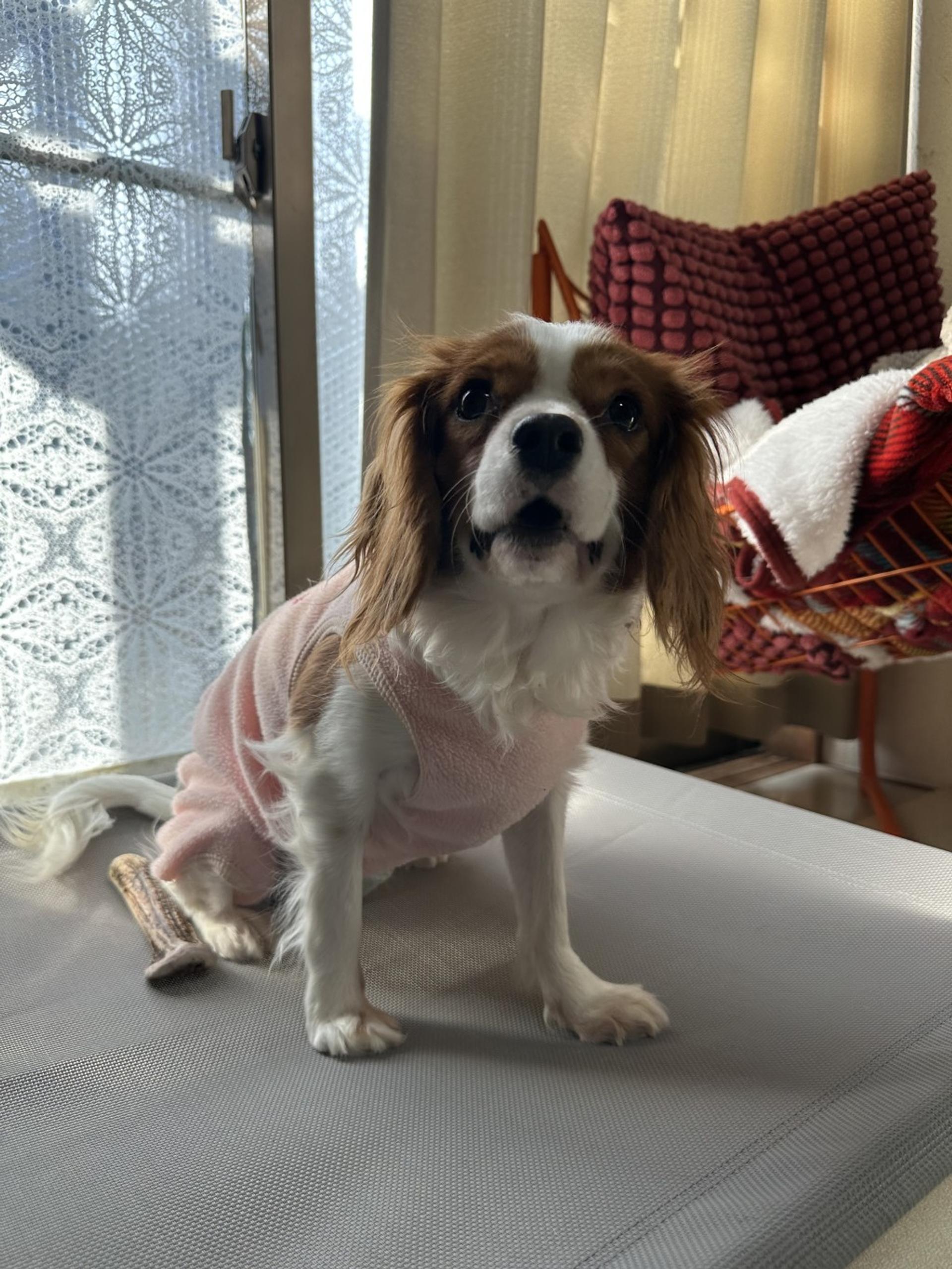 pet-image-4