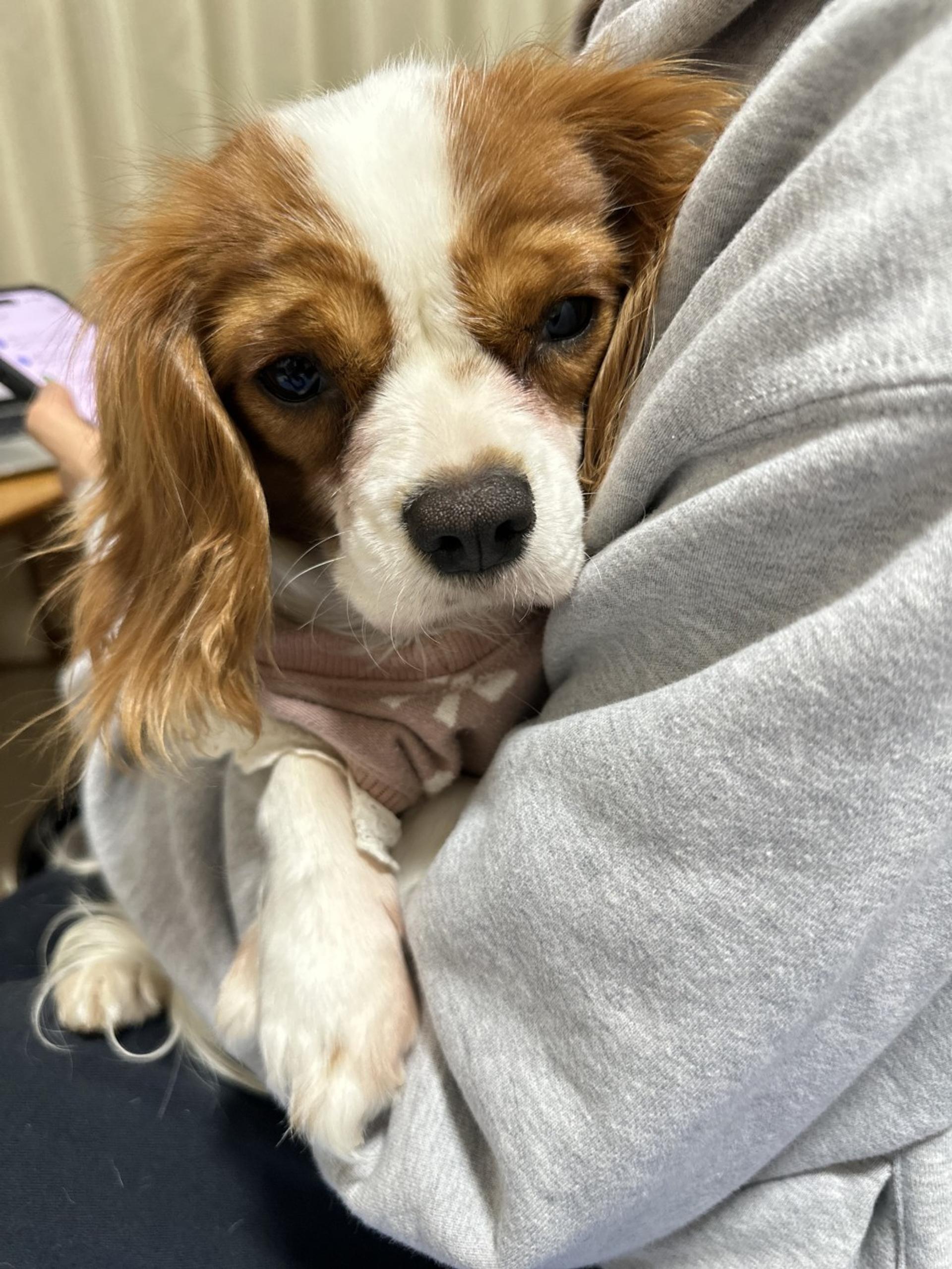 pet-image-3
