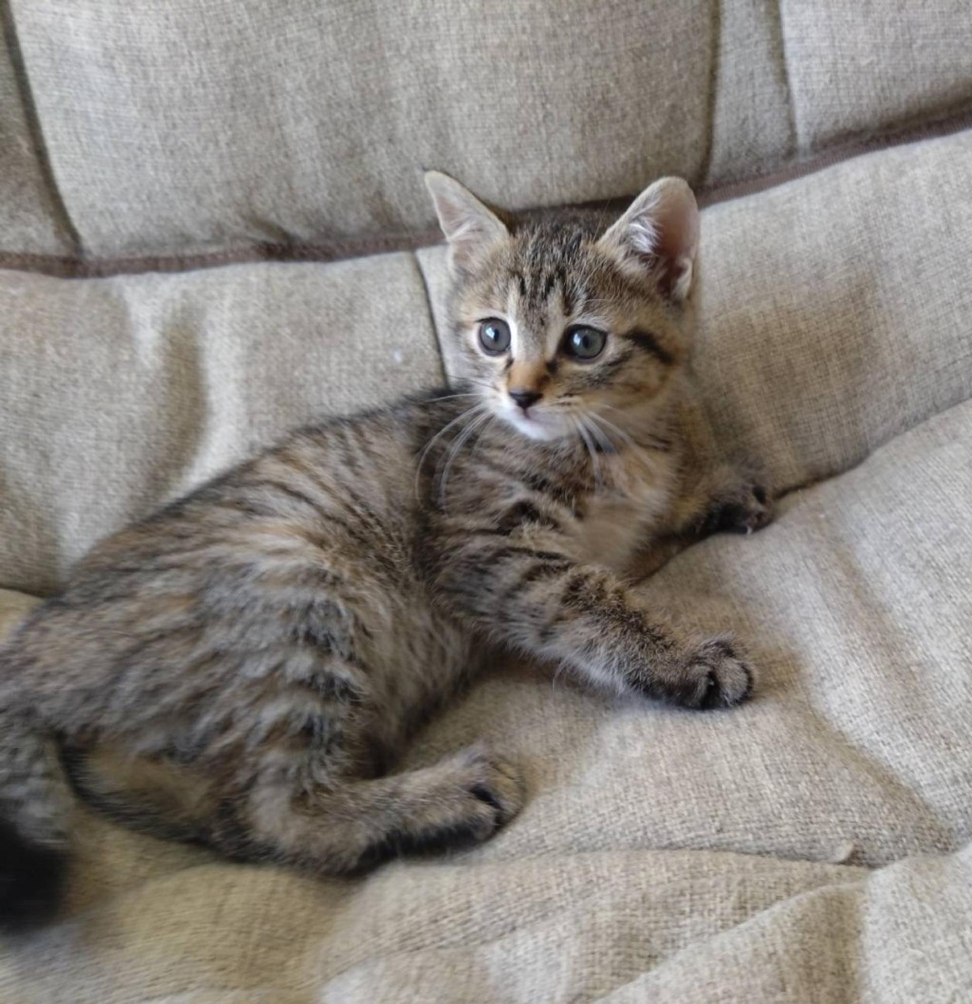 pet-image-4