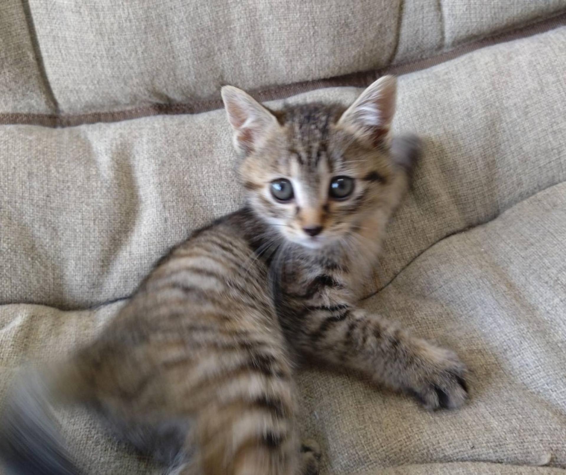 pet-image-5