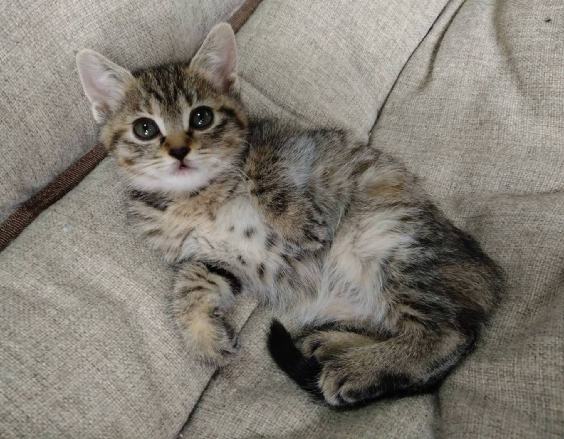 雑種（ミックス猫）・メスの里親募集の写真