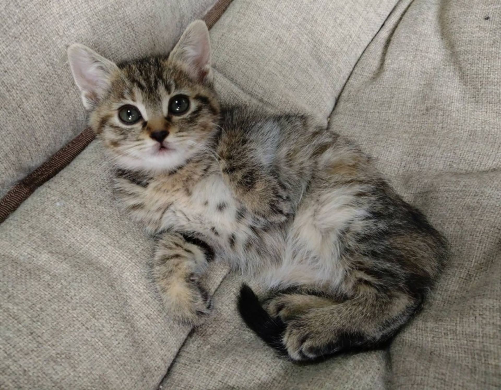 雑種（ミックス猫）・メスの里親募集の写真