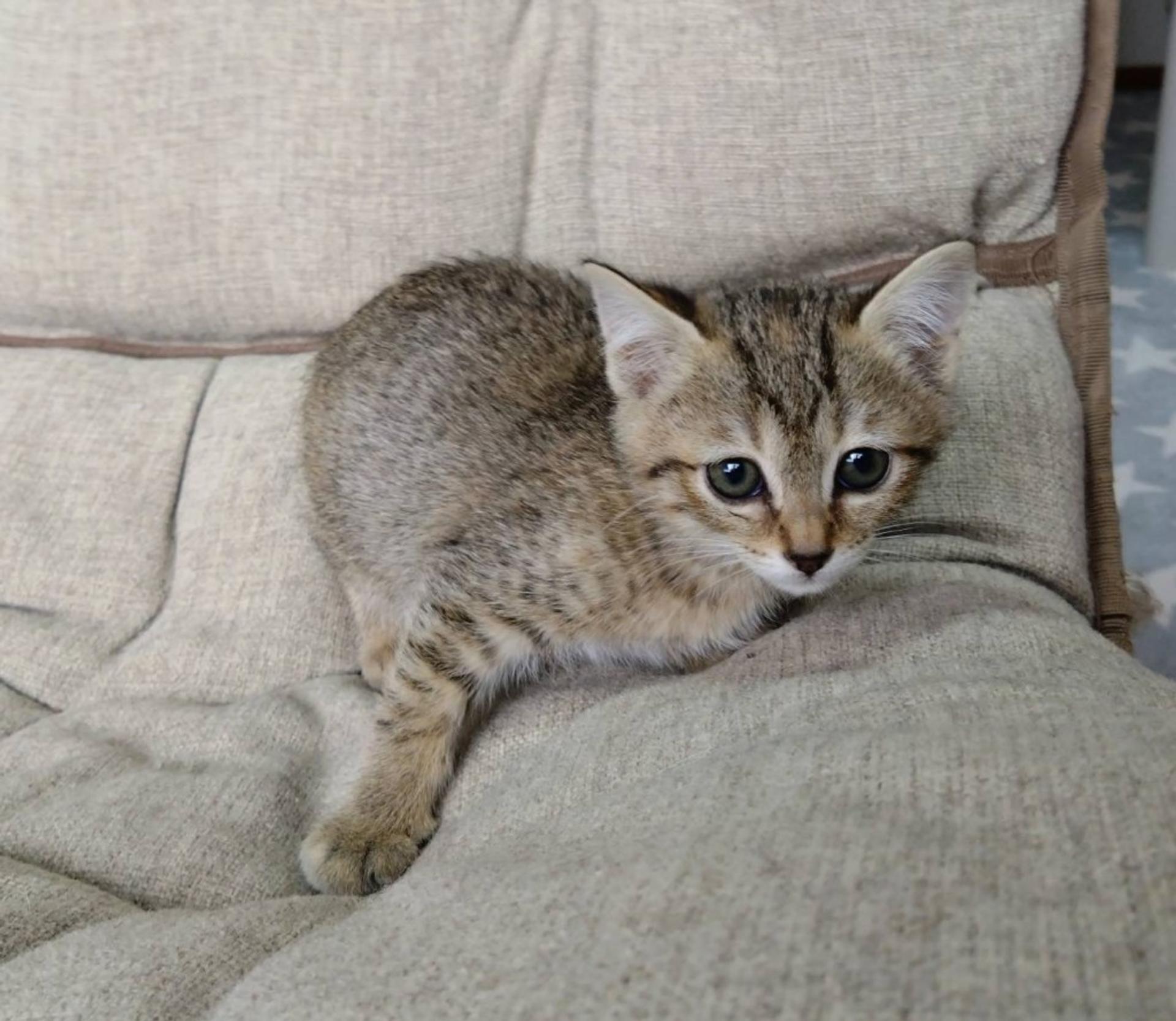 pet-image-4