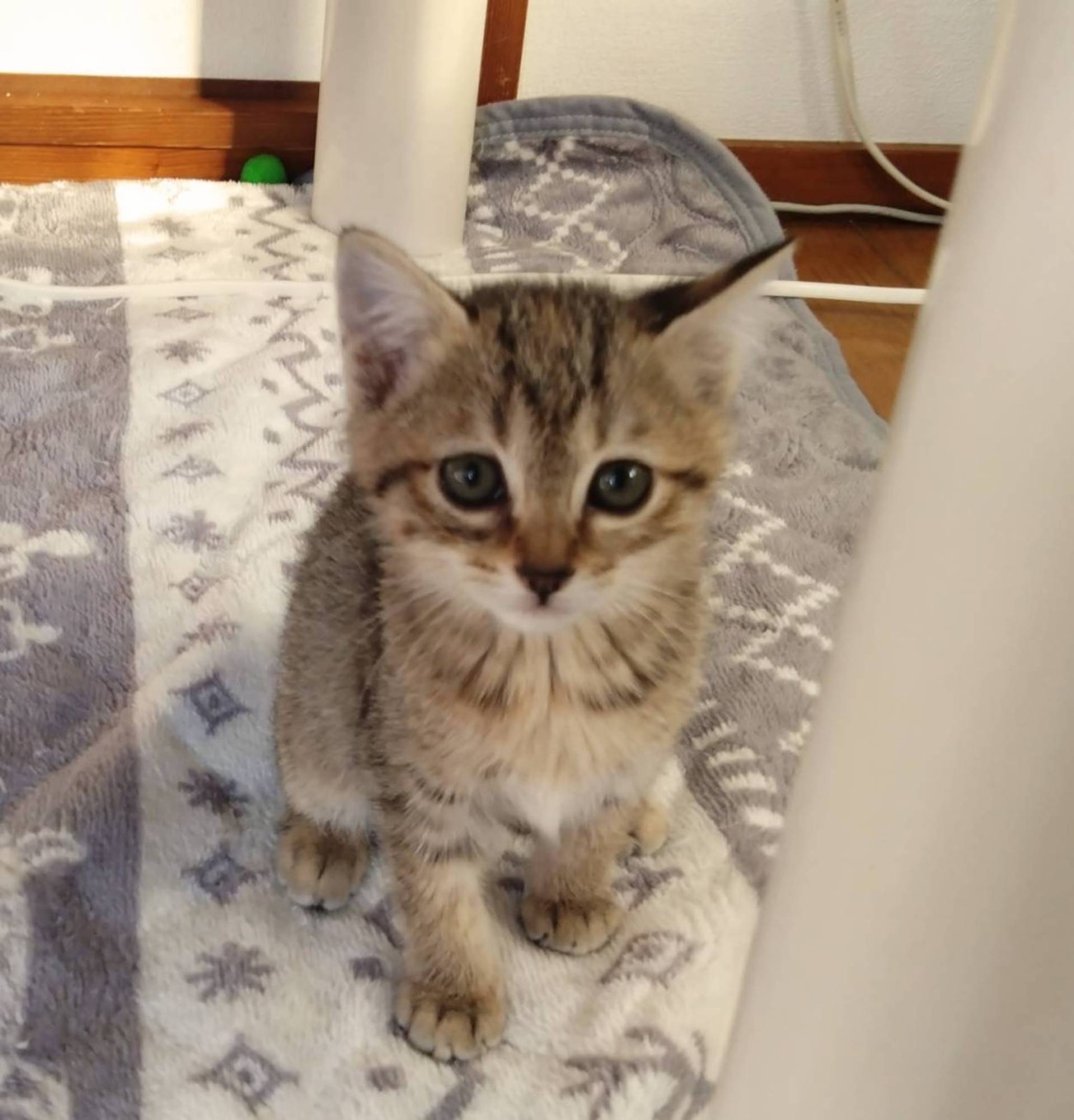 雑種（ミックス猫）・メスの里親募集の写真