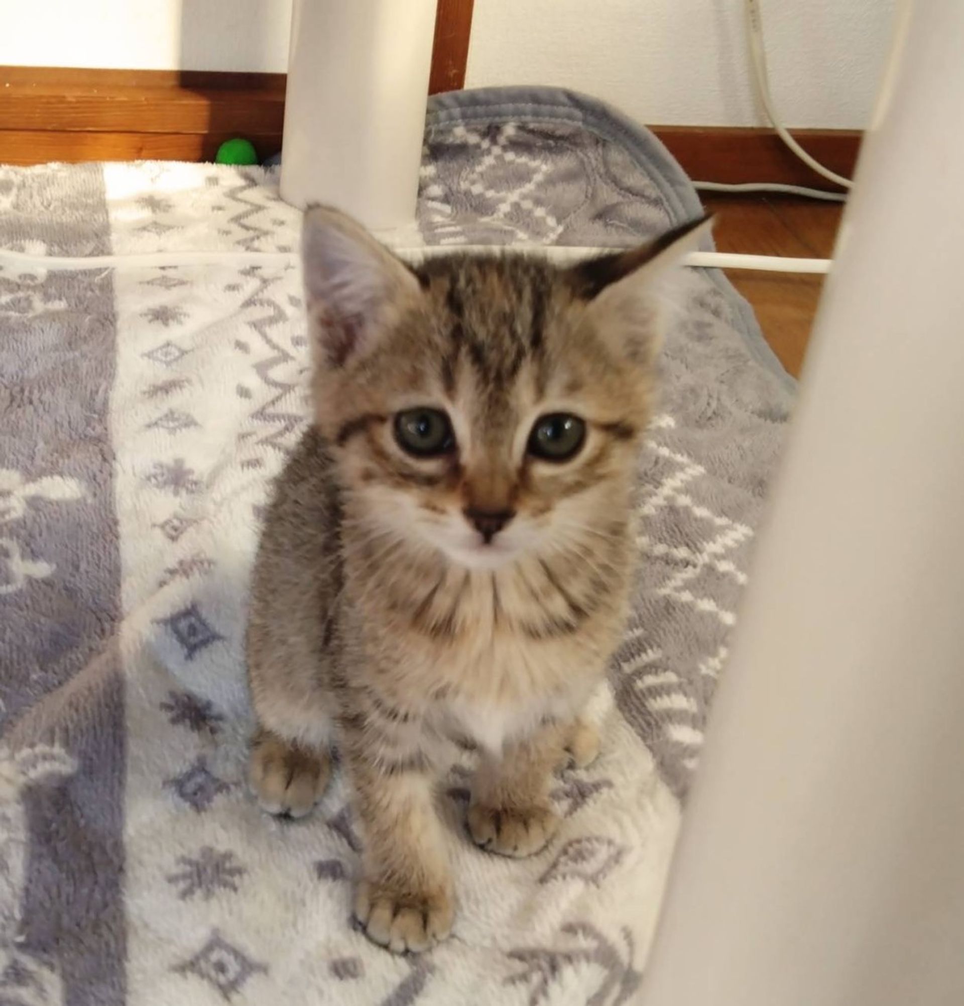 雑種（ミックス猫）・メスの里親募集の写真