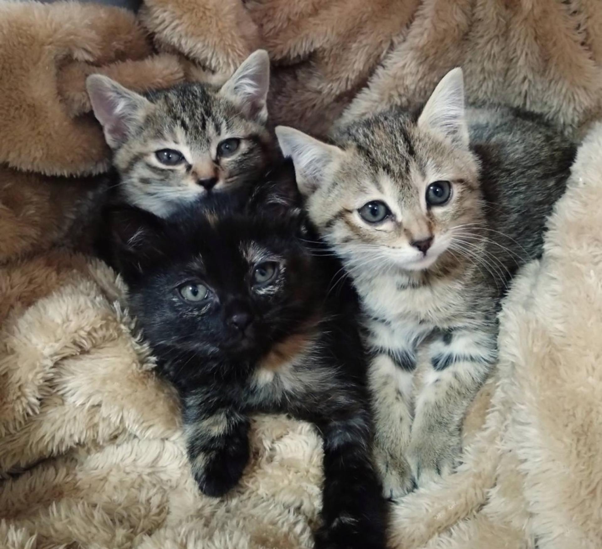 pet-image-7