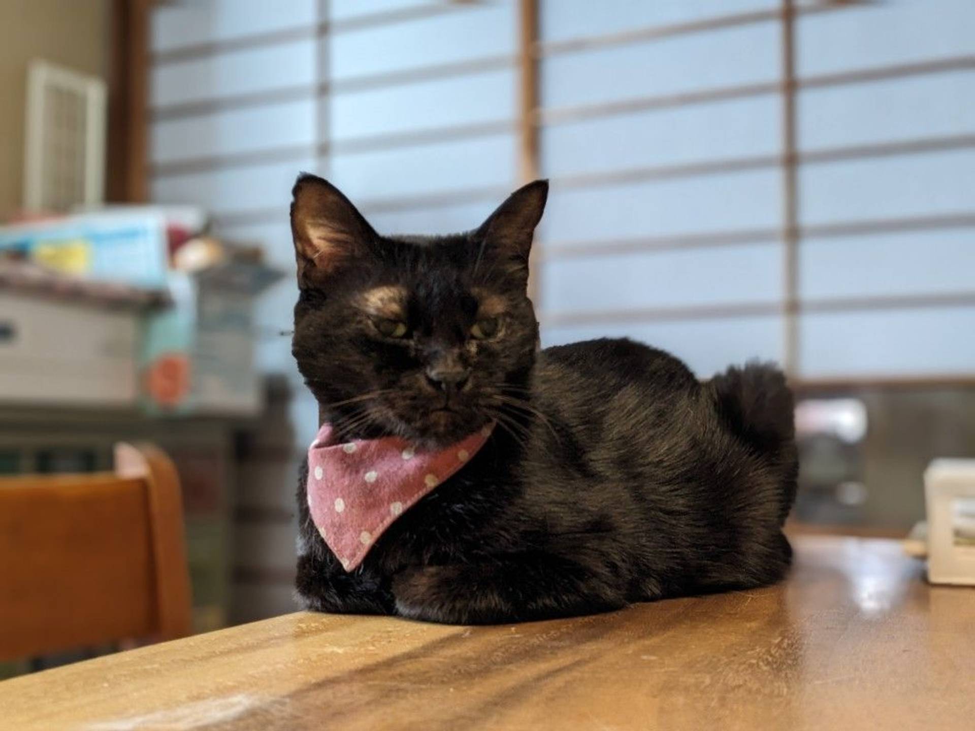雑種（ミックス猫）・メスの里親募集の写真