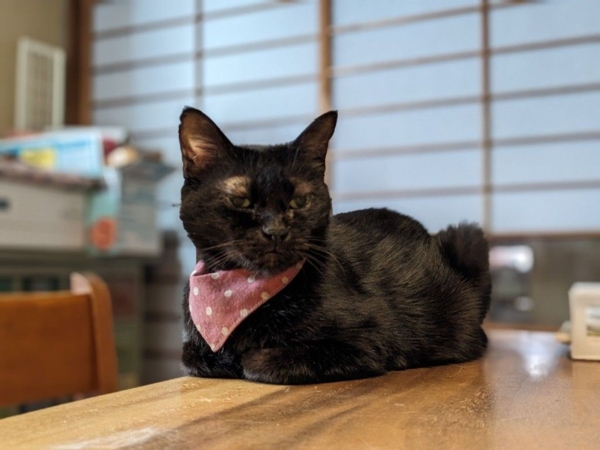 雑種（ミックス猫）・メスの里親募集の写真