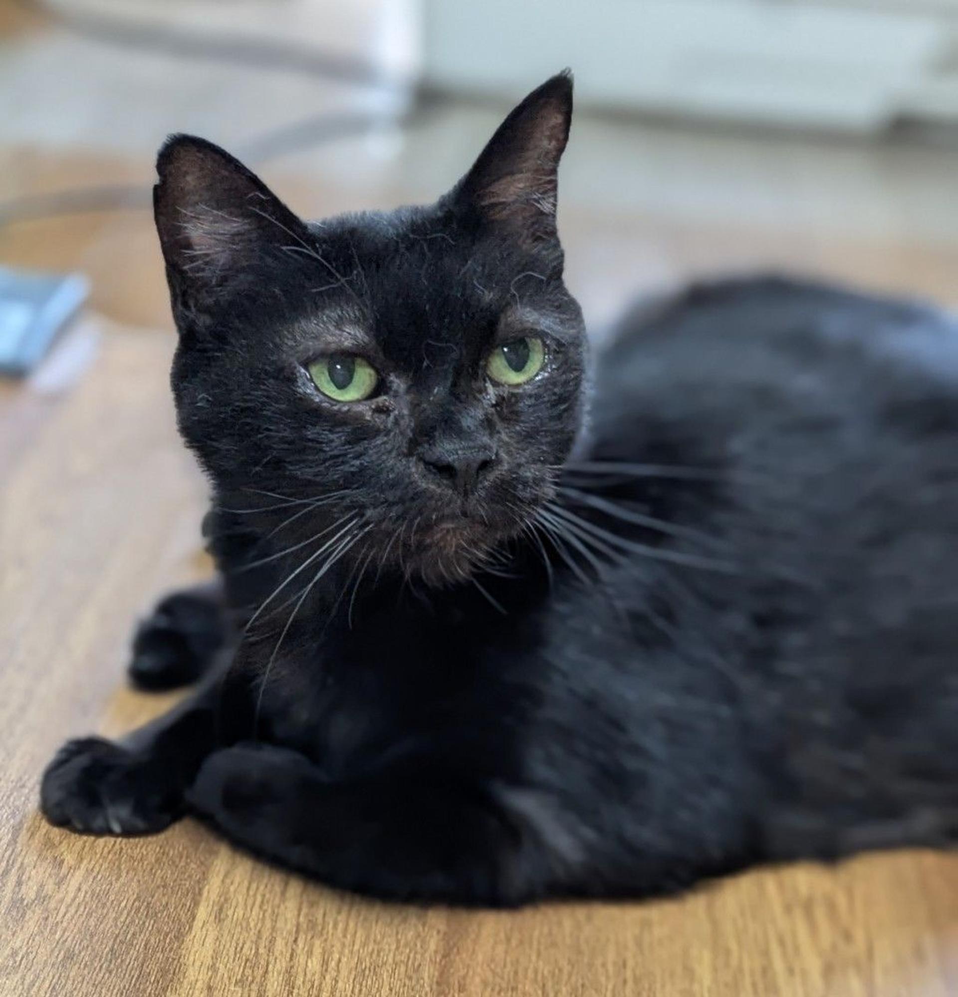 pet-image-2